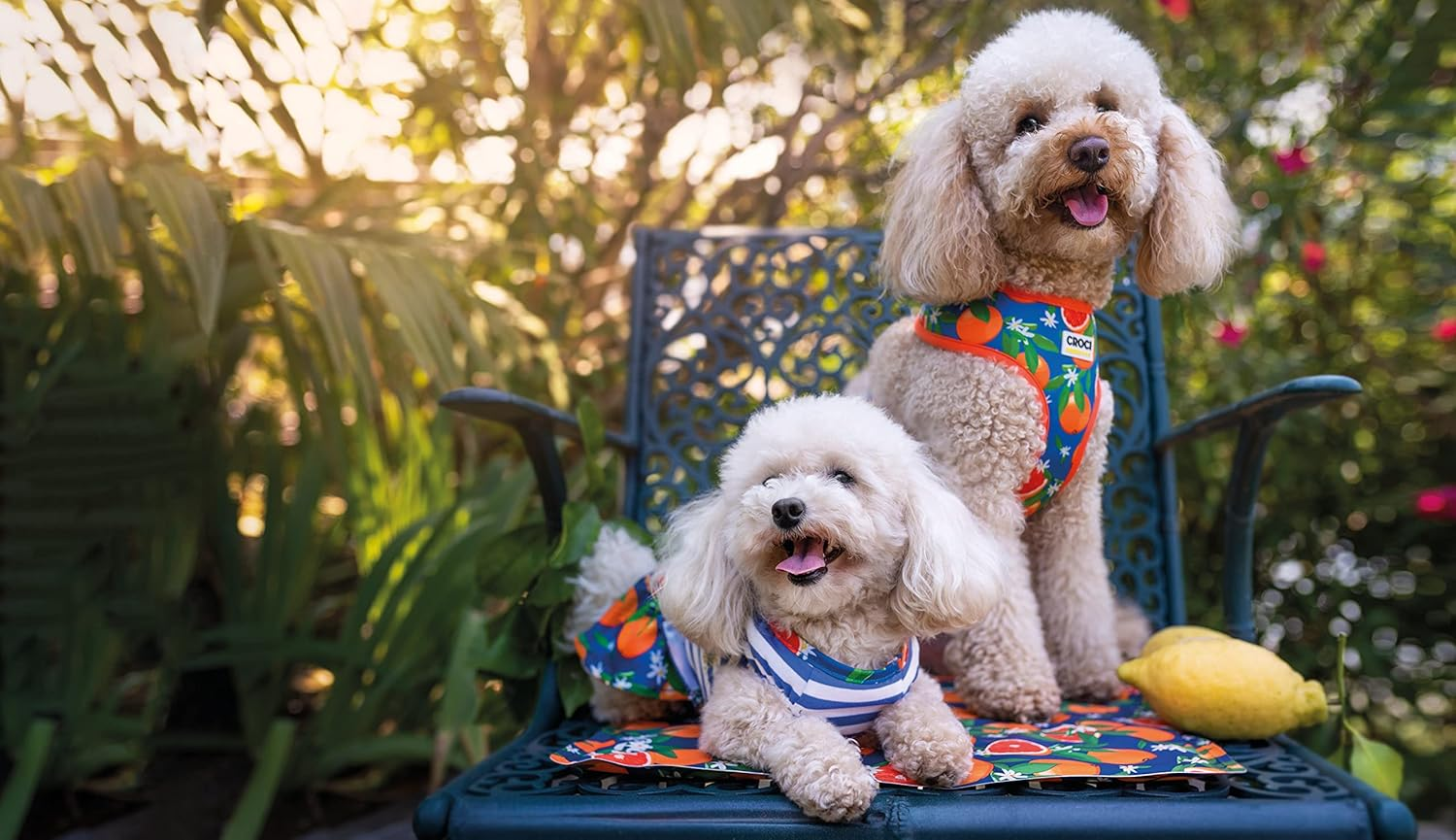 Croci Sicily Blue Citrus Nylon Adjustable Dog Collar with Removable Bow Tie Medium 32-50 X 2 Cm