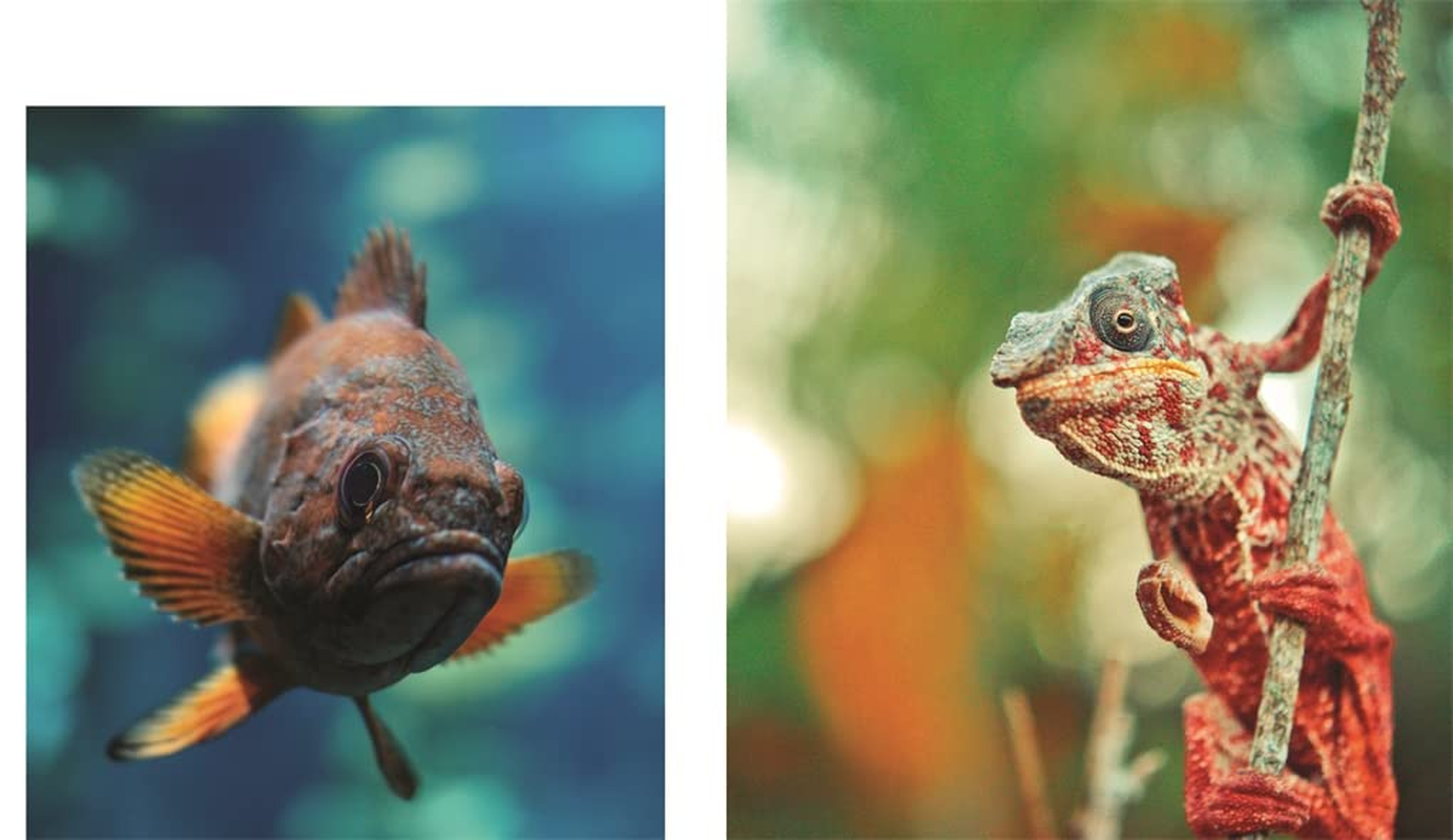 This Book Is Literally Just Pictures of Animals Silently Judging You