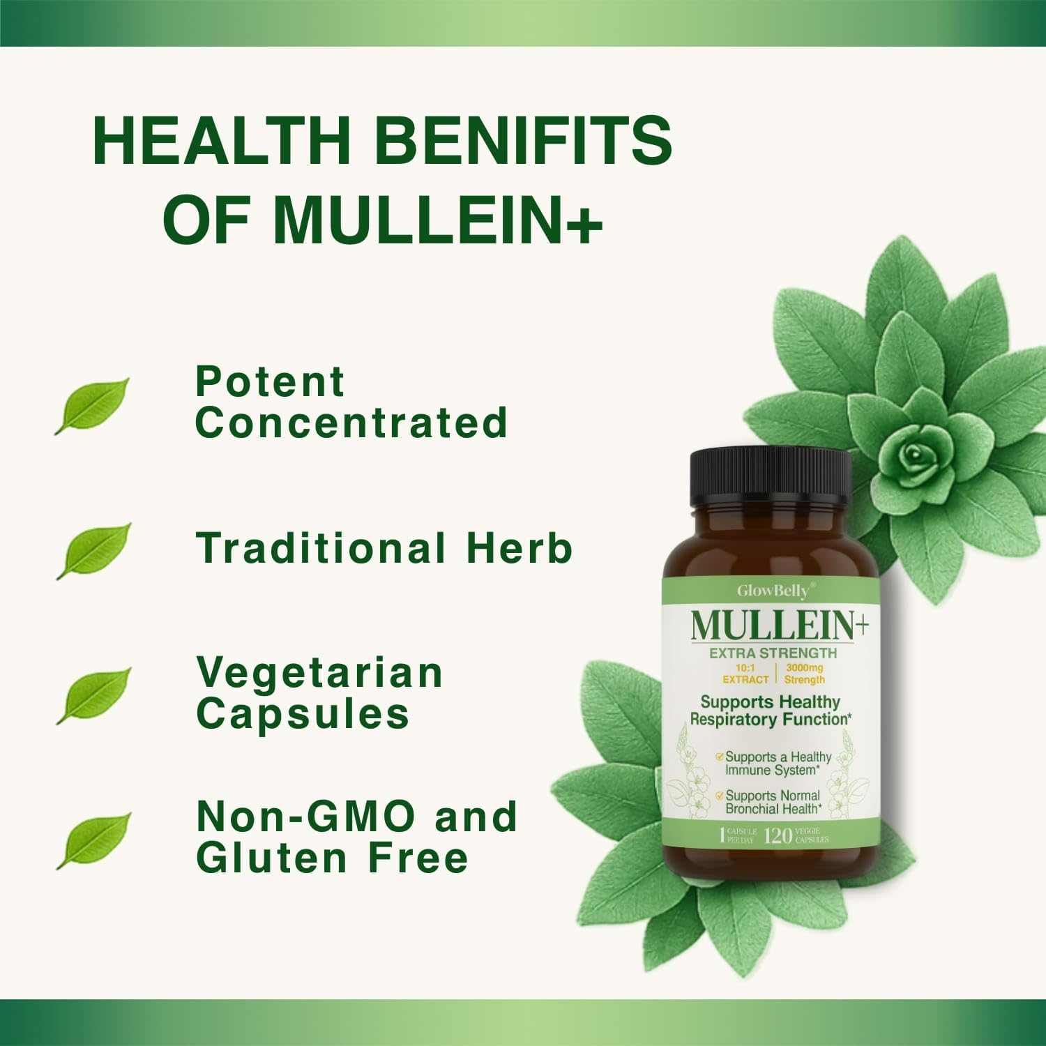 Extra Strength Mullein Leaf 10:1 Extract | 3000Mg Equivalent | 1-A-Day Formula | 120 Vegan Capsules | Non-Gmo, Gluten-Free Herbal Supplement by Glowbelly image number 3