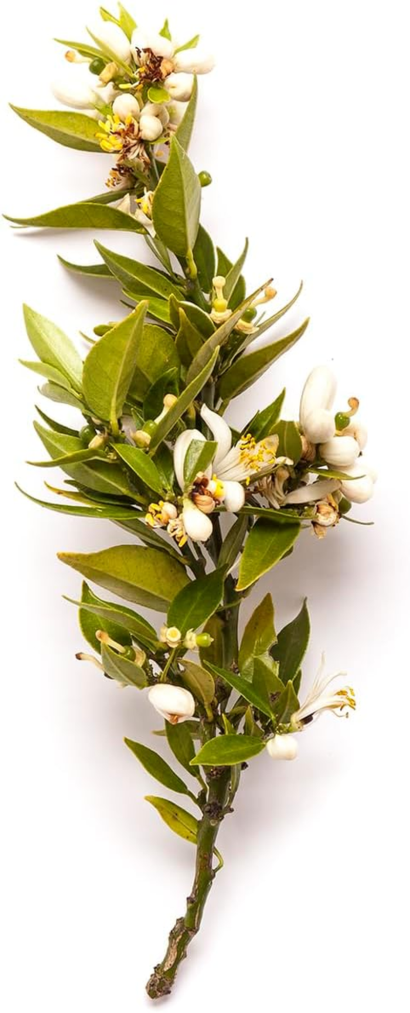 BONDI WASH Hand Wash (Lemon Tea Tree & Mandarin) 500Ml/16.9Oz