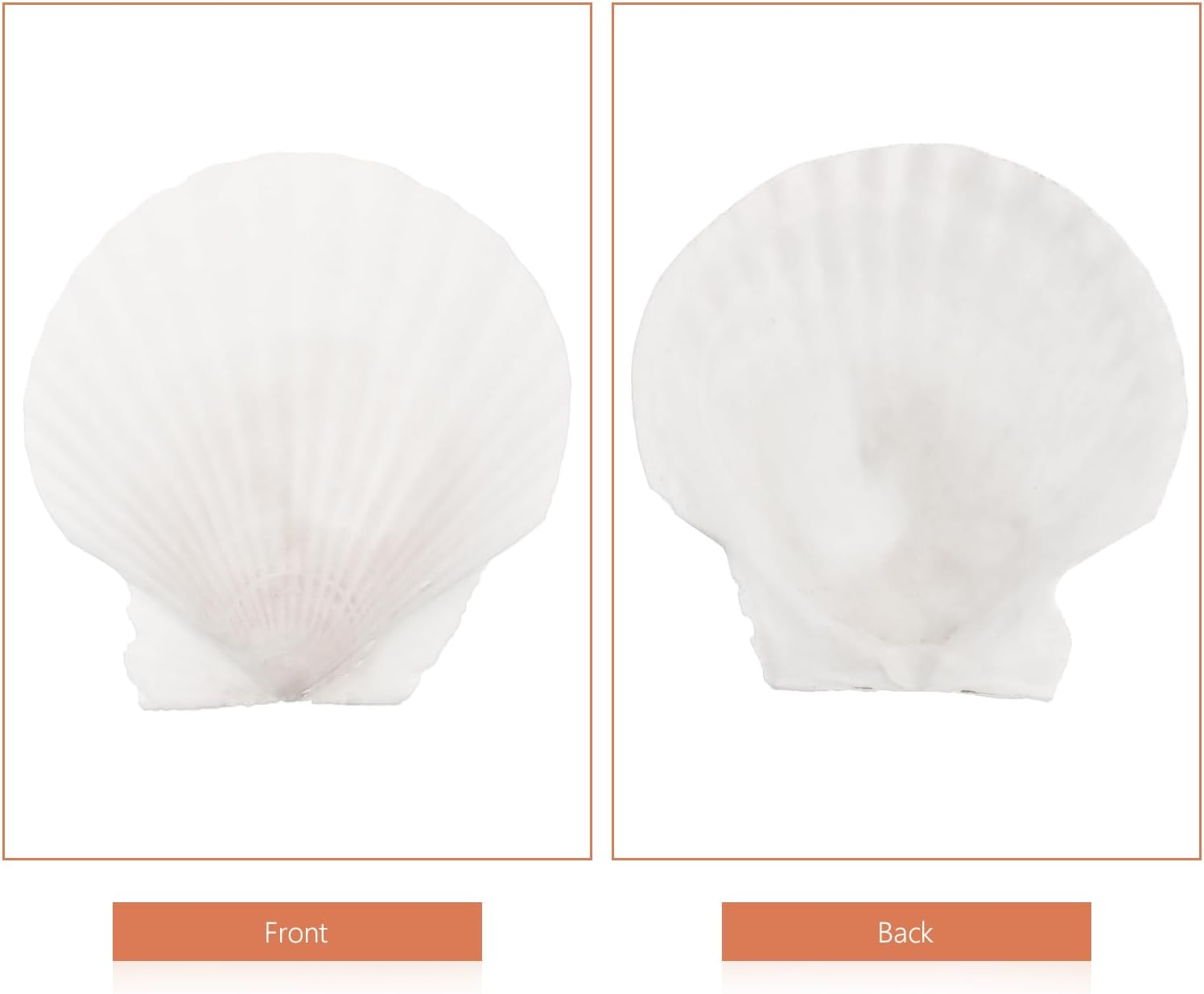 Yardwe Large Natural Scallop Shell Decoration Set 7X7 Inches White Seashells for DIY Crafts Home Decor Candle Making Aquarium Ornament Wreath Embellishment image number 2