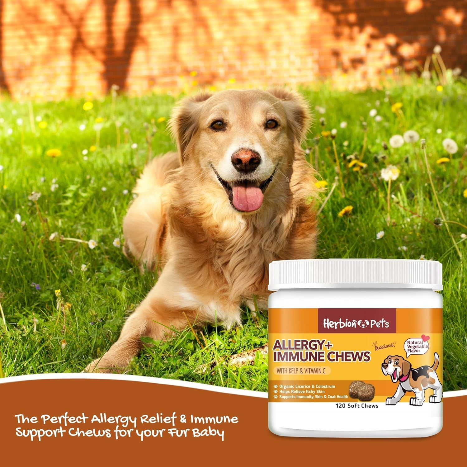 Herbion Pets Allergy + Immune Chews with Kelp & Vitamin C, 120 Soft Chews &ndash; Supports Immunity, Skin & Coat Health &ndash; Relieves Itchy Skin &ndash; Made in USA. Natural Vegetable Flavor &ndash; for Dogs 12 Weeks + image number 3