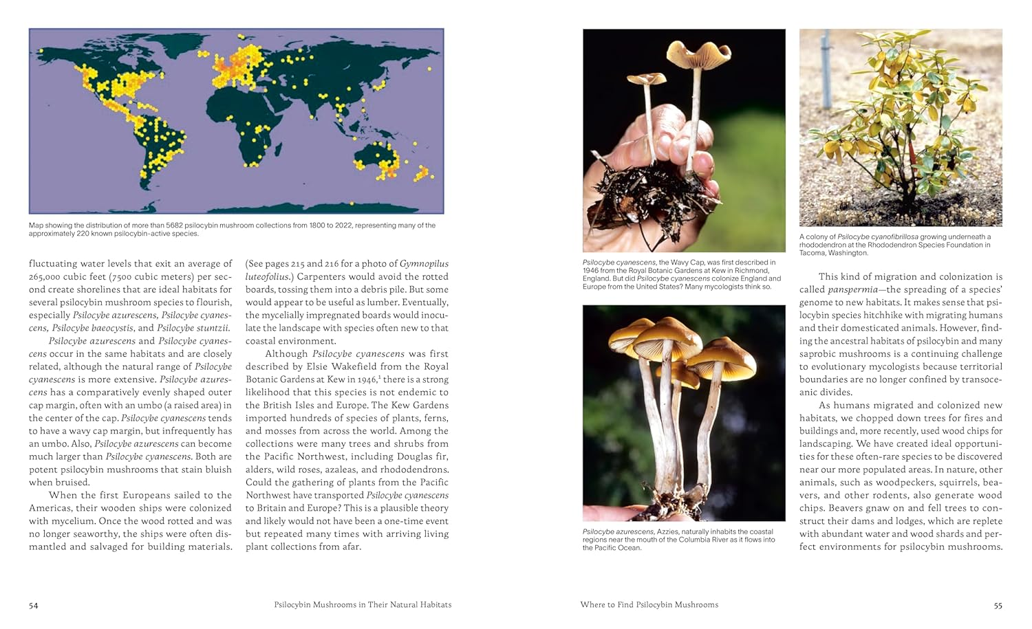 Psilocybin Mushrooms in Their Natural Habitats: a Guide to the History, Identification, and Use of Psychoactive Fungi image number 3