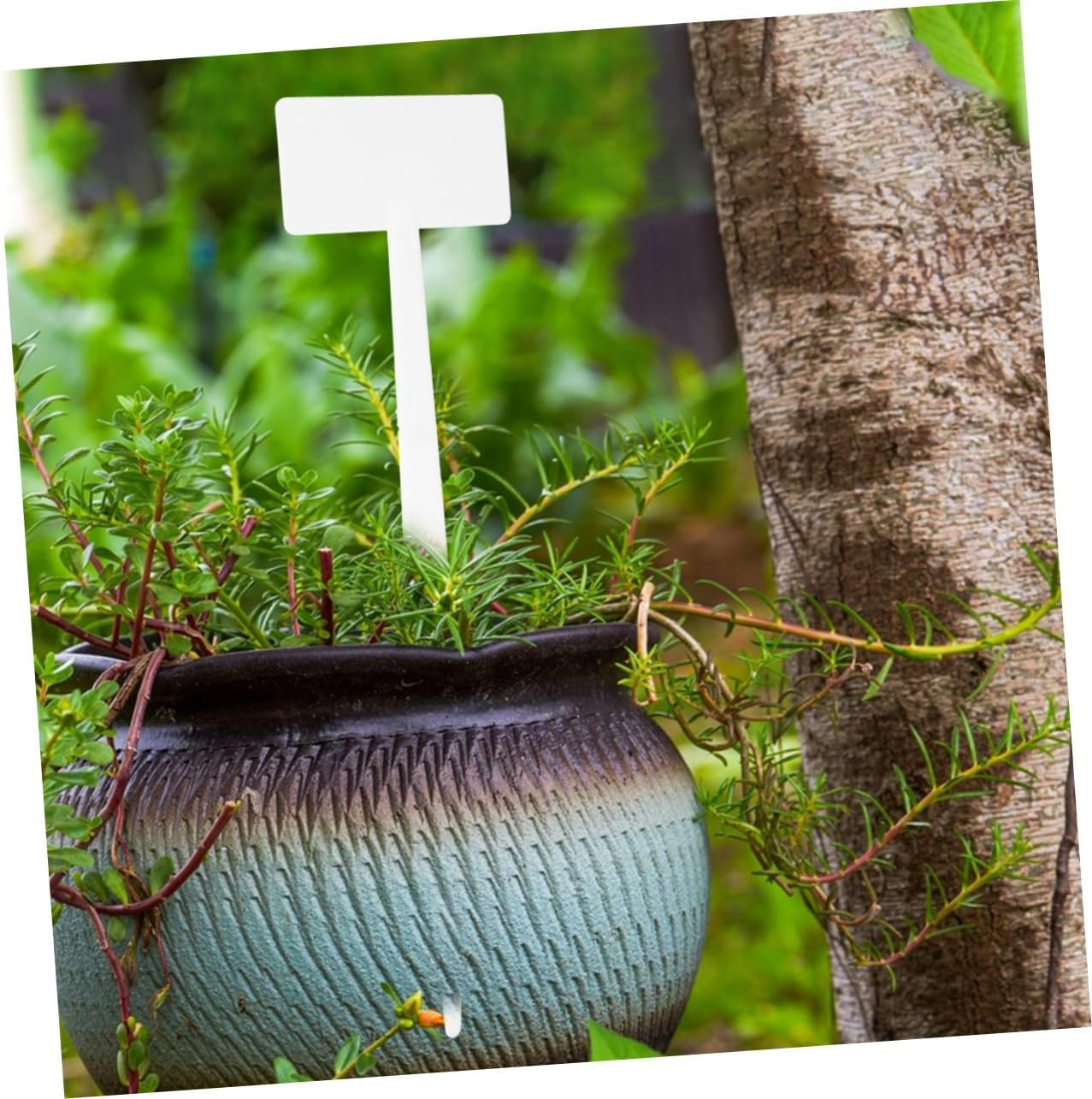 10Pcs Plastic Plant Labels for Garden Decor Plant Tags Markers Name Tags Fun Garden Signage image number 1