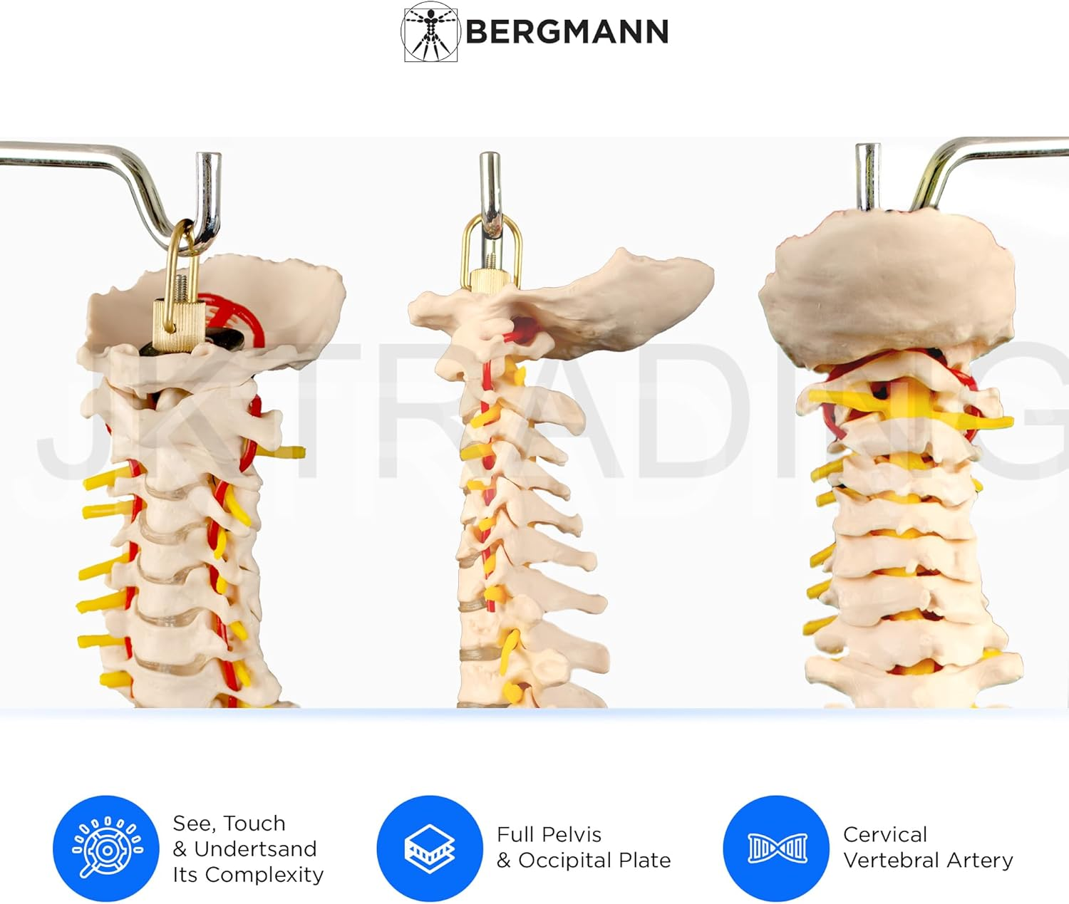 Bergmann Flexible Life Size Spine Model - 86Cm Spine Anatomy Model with Nerves, Vertebrae, Arteries, Lumbar Column - Pelvis Model - Anatomical Model - Medical Model Includes Stand image number 4