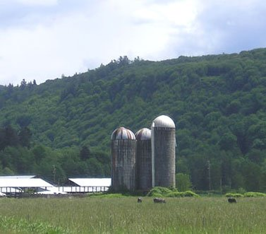 Extra Large Barn Owl Pellets, Pack of 15, with Bone Sorting Sheet image number 6