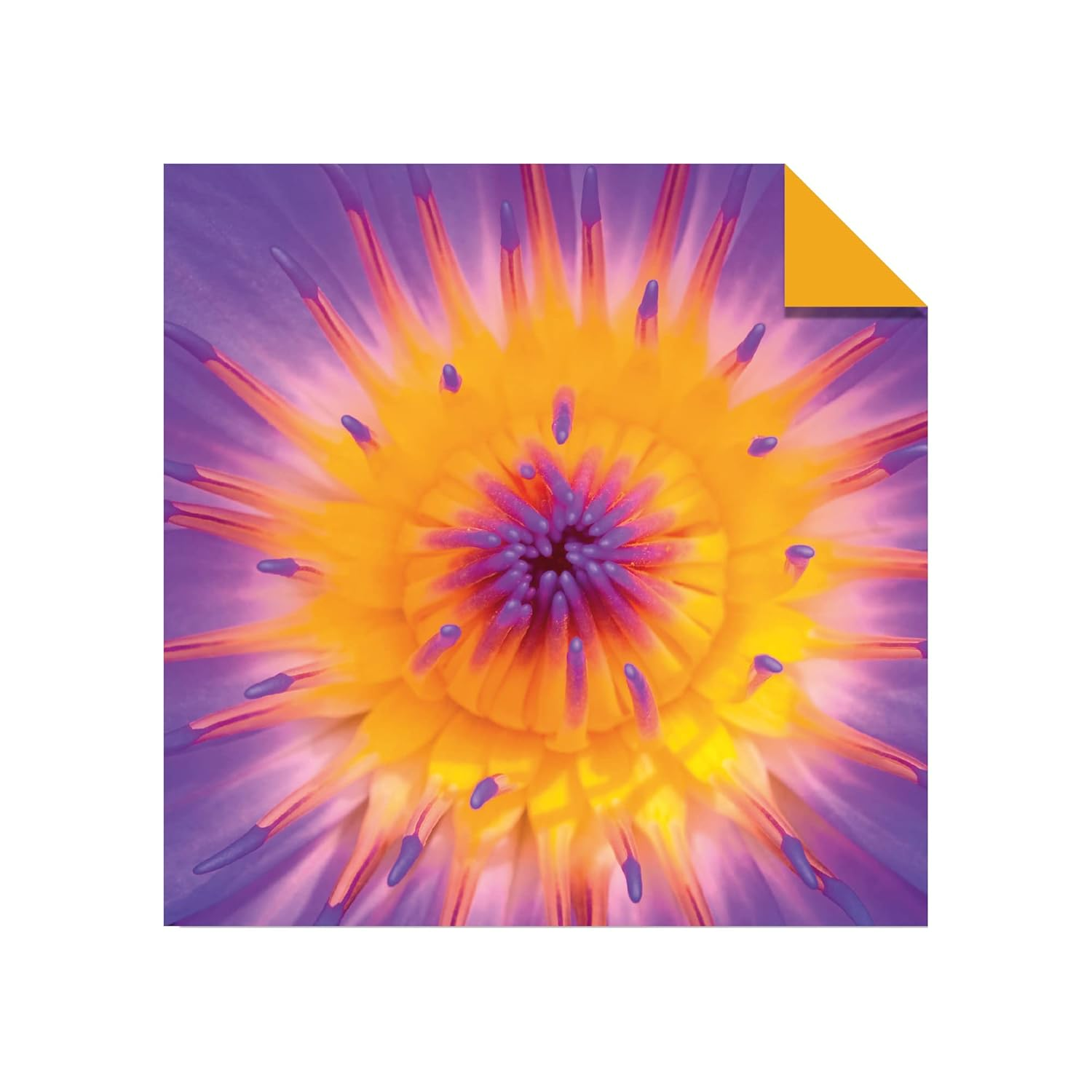 Origami Paper 500 Sheets Nature Photo Patterns 6" (15 Cm): Tuttle Origami Paper: High-Quality Double-Sided Origami Sheets Printed with 12 Different Designs (Instructions for 6 Projects Included) image number 4