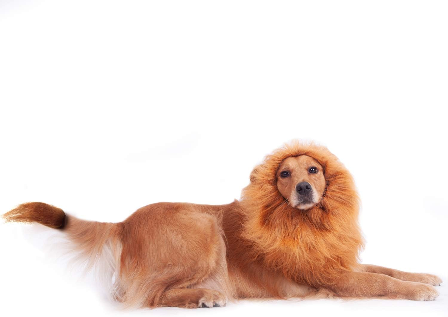GALOPAR Lion Mane for Dogs Realistic Lion Wig Dog Lion Costume, Halloween Christmas Funny Dog Costumes Photo Shoots Entertainment, Suitable for Medium and Large Sized Dogs image number 5