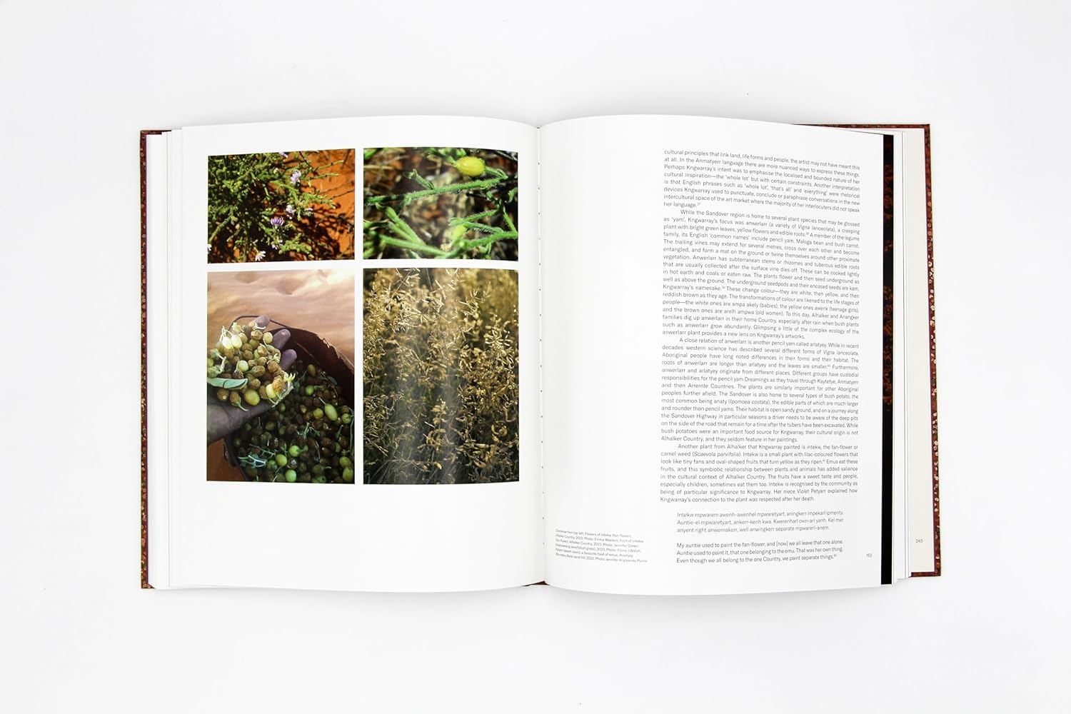 Emily Kam Kngwarray image number 2