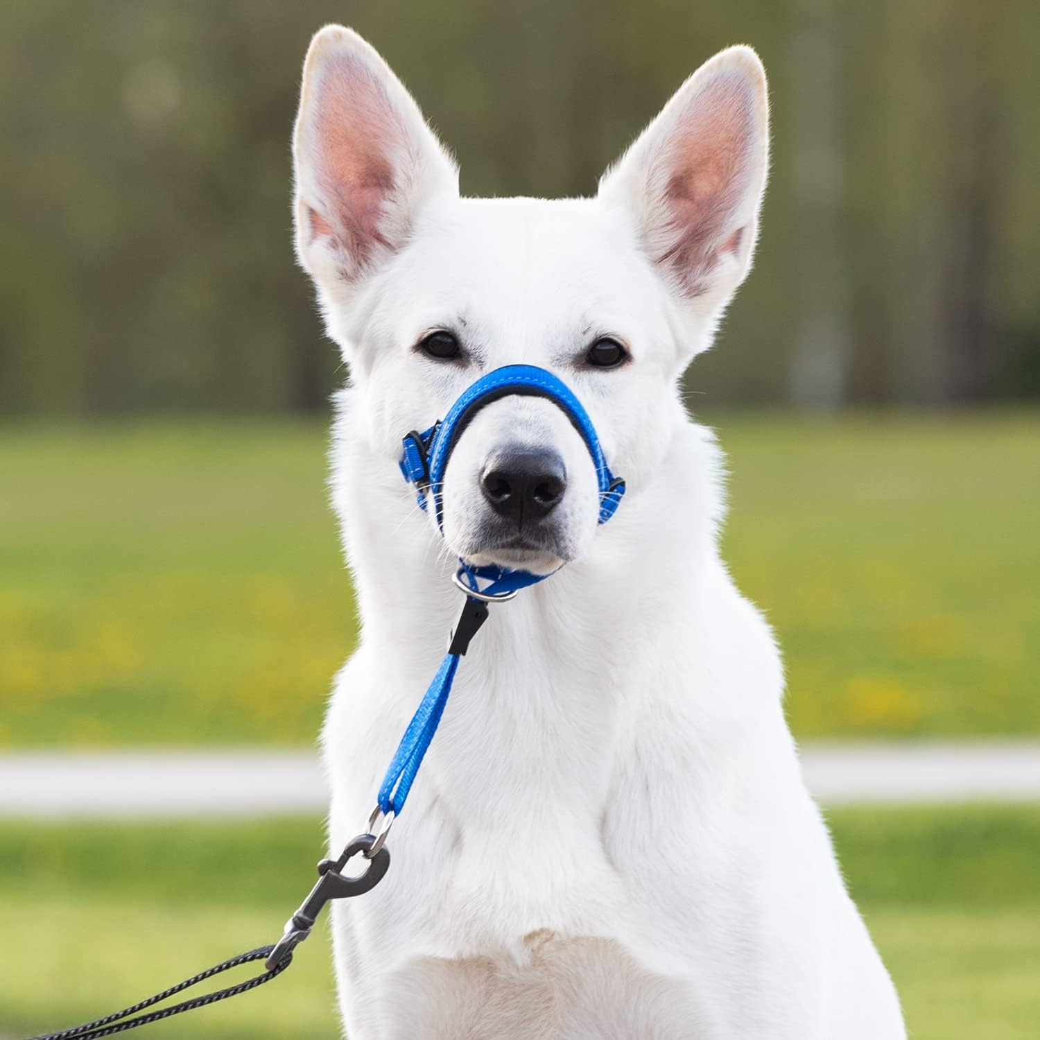 Goodboy Dog Head Halter Blue Nylon (Blue, 2) image number 6