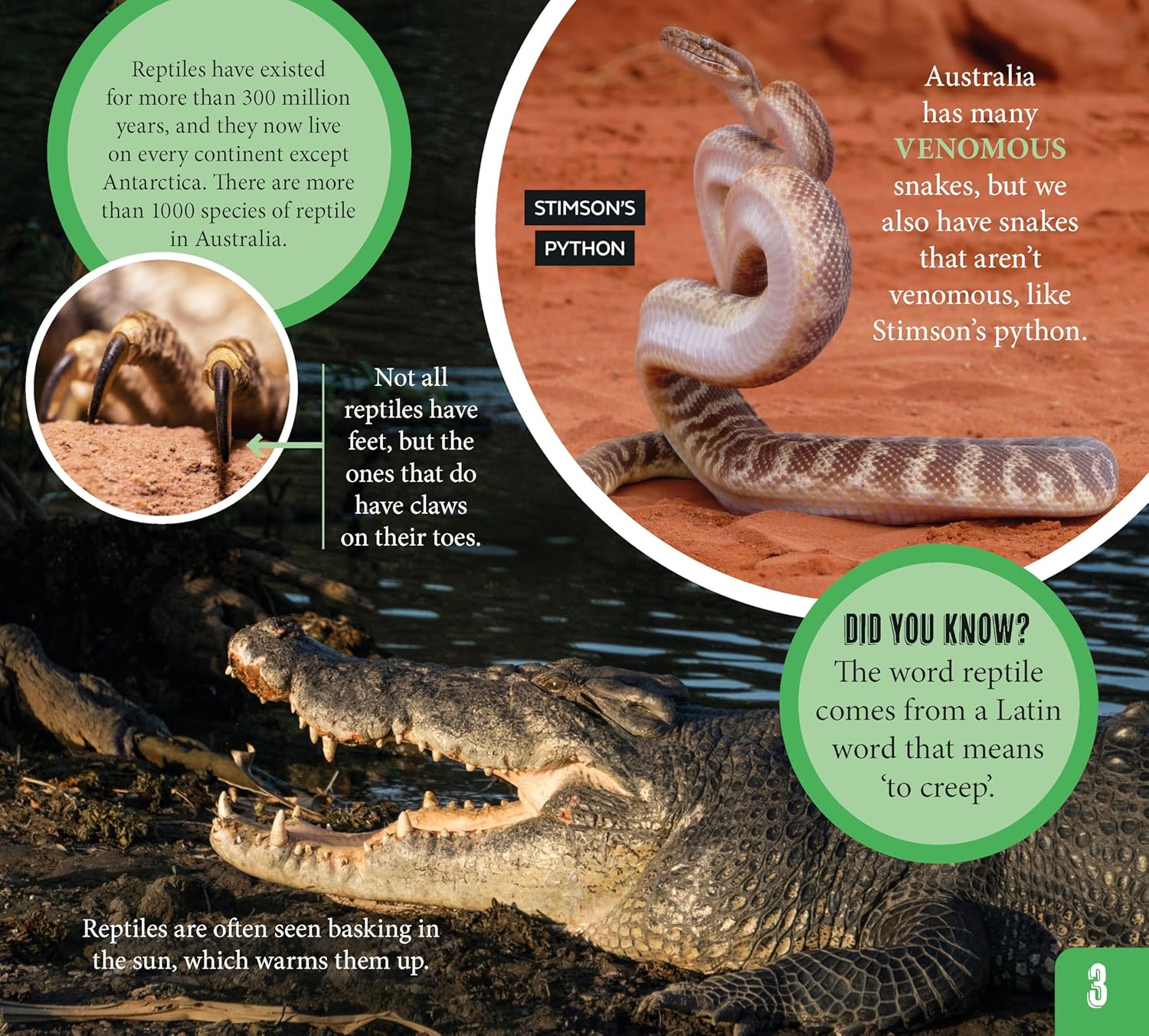 AG Discover: Aussie Reptiles