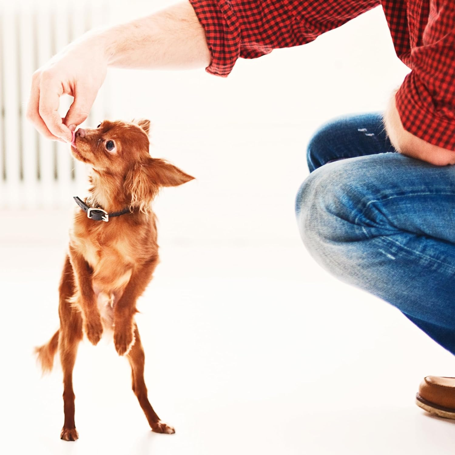 Fruitables Baked Dog Treats, Healthy Pumpkin Treat for Dogs, Low Calorie & Delicious, Free of Wheat, Corn and Soy, Made in the USA, Pumpkin and Banana Flavor, 7Oz image number 6