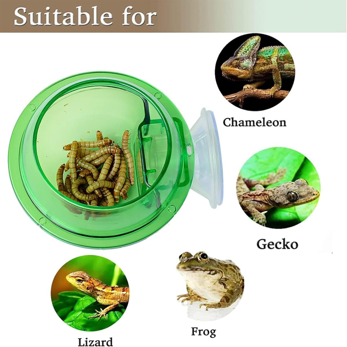 AIMALL 2 PCS Reptile Feeder Anti-Escape Suction Cup Chameleon Bowl Terrarium Food Water Feeding Dish, Double-Layer ABS Design, Easy Installation, Green 3.9 Inch Wall-Mount Bowl for Reptiles image number 3