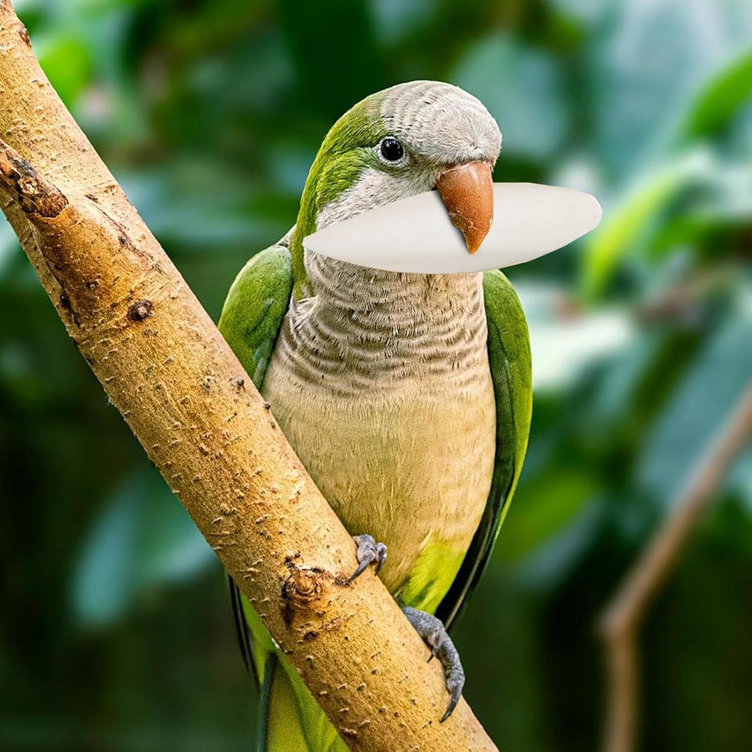 Cuttlefish Bone for Birds - Natural Calcium for Parrots, Pet Bird Accessories and Calcium Nutritional Supplement for Parakeets Parrots Cockatiels and Conures image number 6