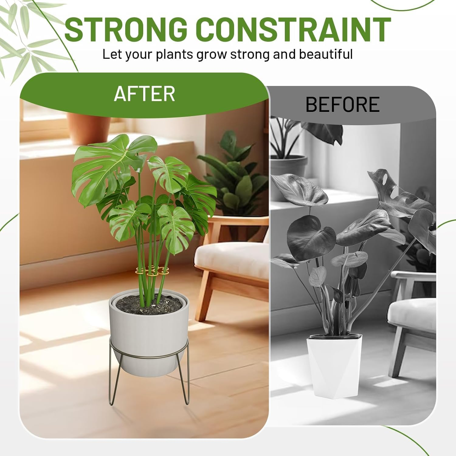 Iron Plant Stem Support, 4 Pcs Plant Support for Monstera &Climbing Plants,Plant Support Stakes for Indoor Plants,Stable Plant Stakes and Supports,Turtle Shell Bamboo Clamp Set for Thriving Growth image number 2