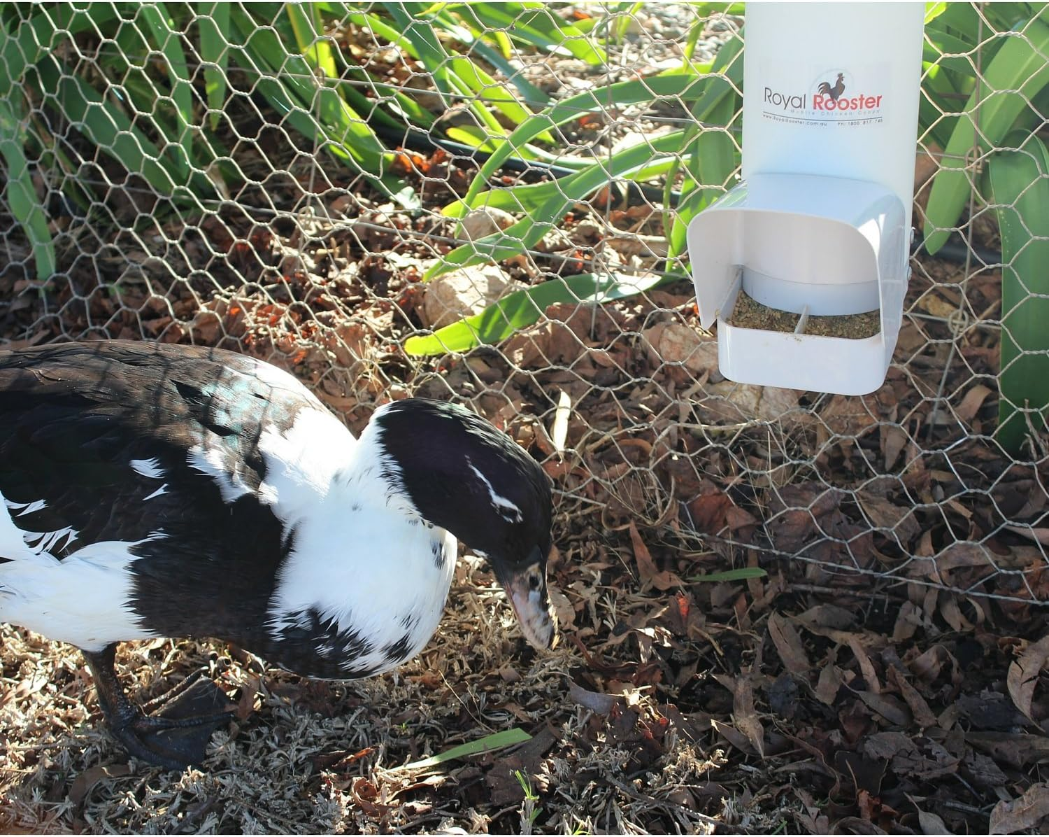 Royal Rooster Duck Feeder and Twin Waterer Set - Includes 4 Litre Waterer with 2 Cups & 3Kg Feeder for Ducks - Farm Backyard Coop Accessories with Hanging Duck Poultry Feeder and Duck Waterer Kit image number 6