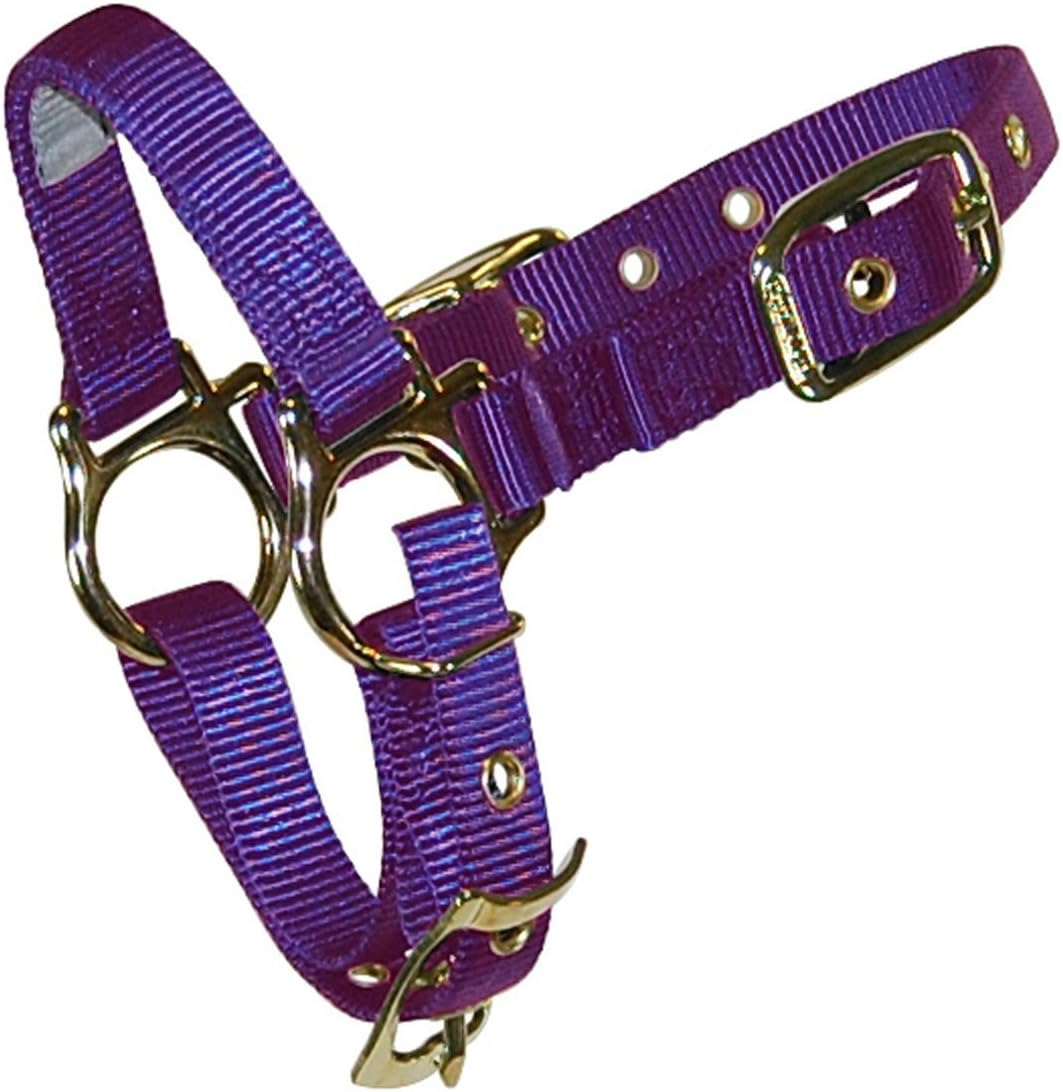 Hamilton 3/4" Sheep Halter with Adjustable Chin Strap, Purple