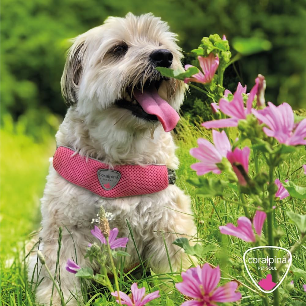 Coralpina - Fiames Adjustable Neck and Chest Harness for Medium to Large Dogs, Soft and Durable, Does Not Harm Hair or Hinder Movement, Wine Red image number 6