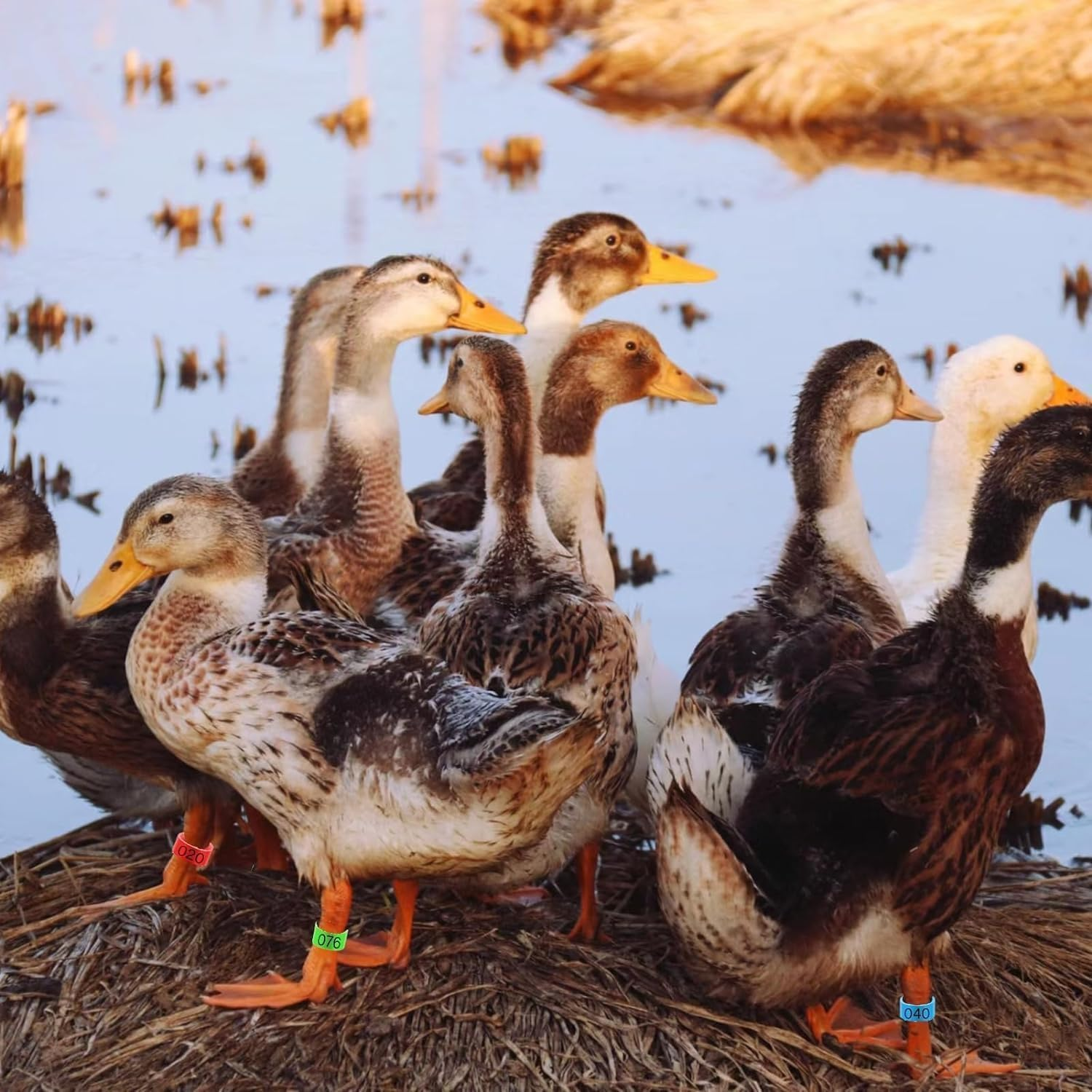 Chickenidentificationleg Bands,100Pcschicken Leg Rings,Chicken Thigh Ring Clip,Numbered Chicken Leg Rings,Numberedchickenidentification Legbands,Chickensduckslegrings,Chicken Leg Bands Rings image number 1