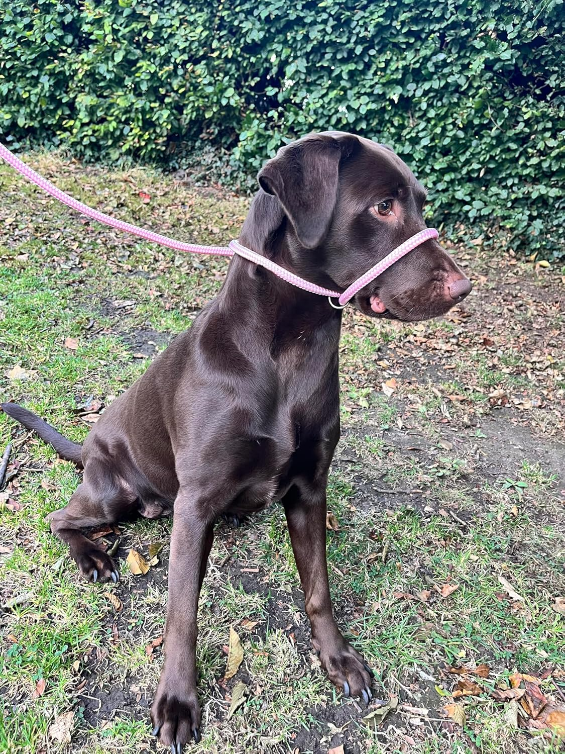 No More Pulling! anti Pull Lead Field Figure 8 / Halter/Head Collar One Size Fits All Super Soft Braided Nylon Comfortable Make Your Walks More Enjoyable -Instructions Included (Pink) image number 6