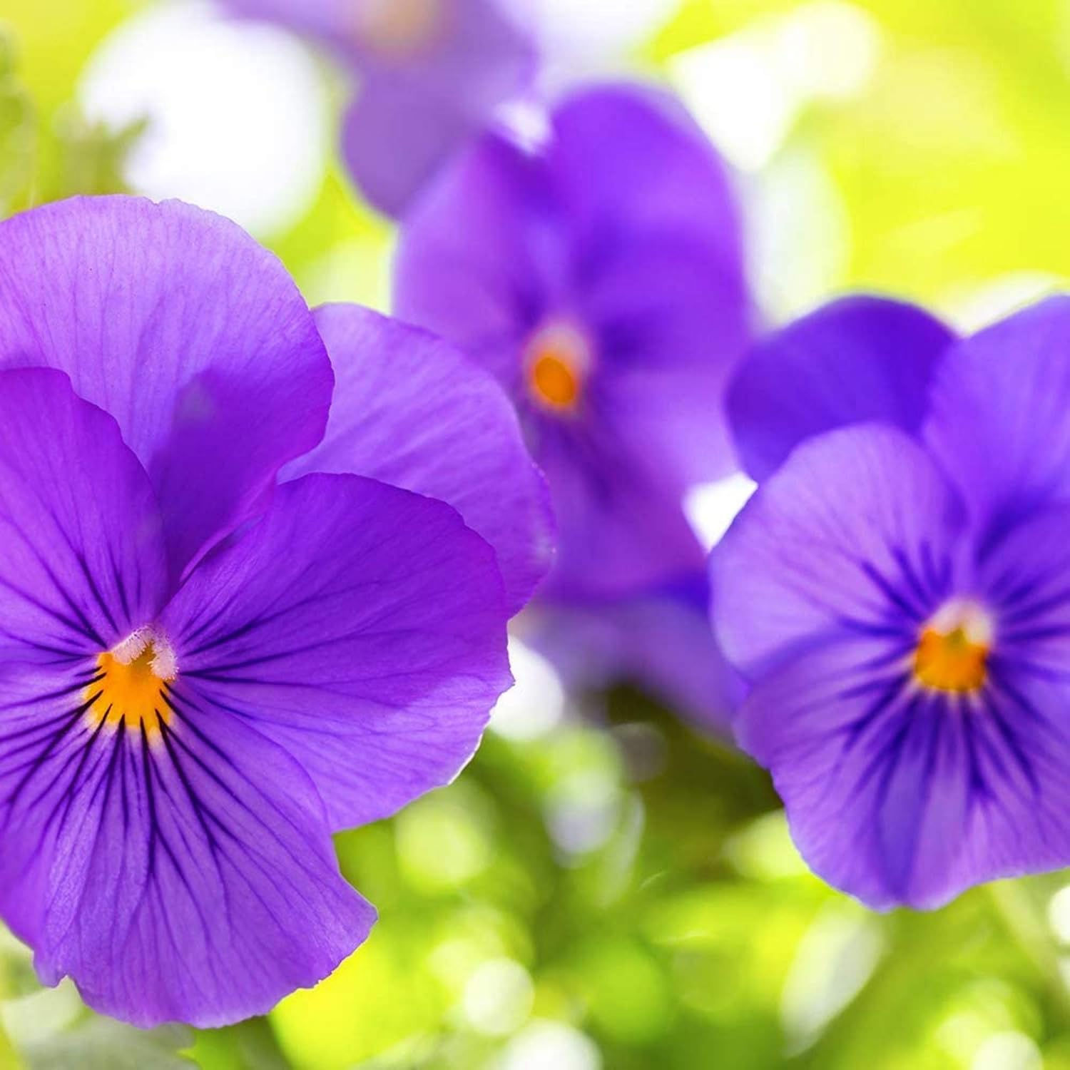 Cottage Bath & Shower Gel [Moisturising Milk] Purple 97% Ingredients of Natural Origin | 2 Bottles of 750 Ml image number 4