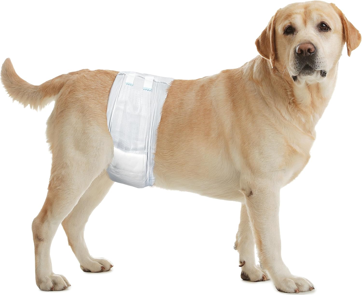 Dipy Male Dog Nappies Large 60-80Cm Pack of 12 image number 2