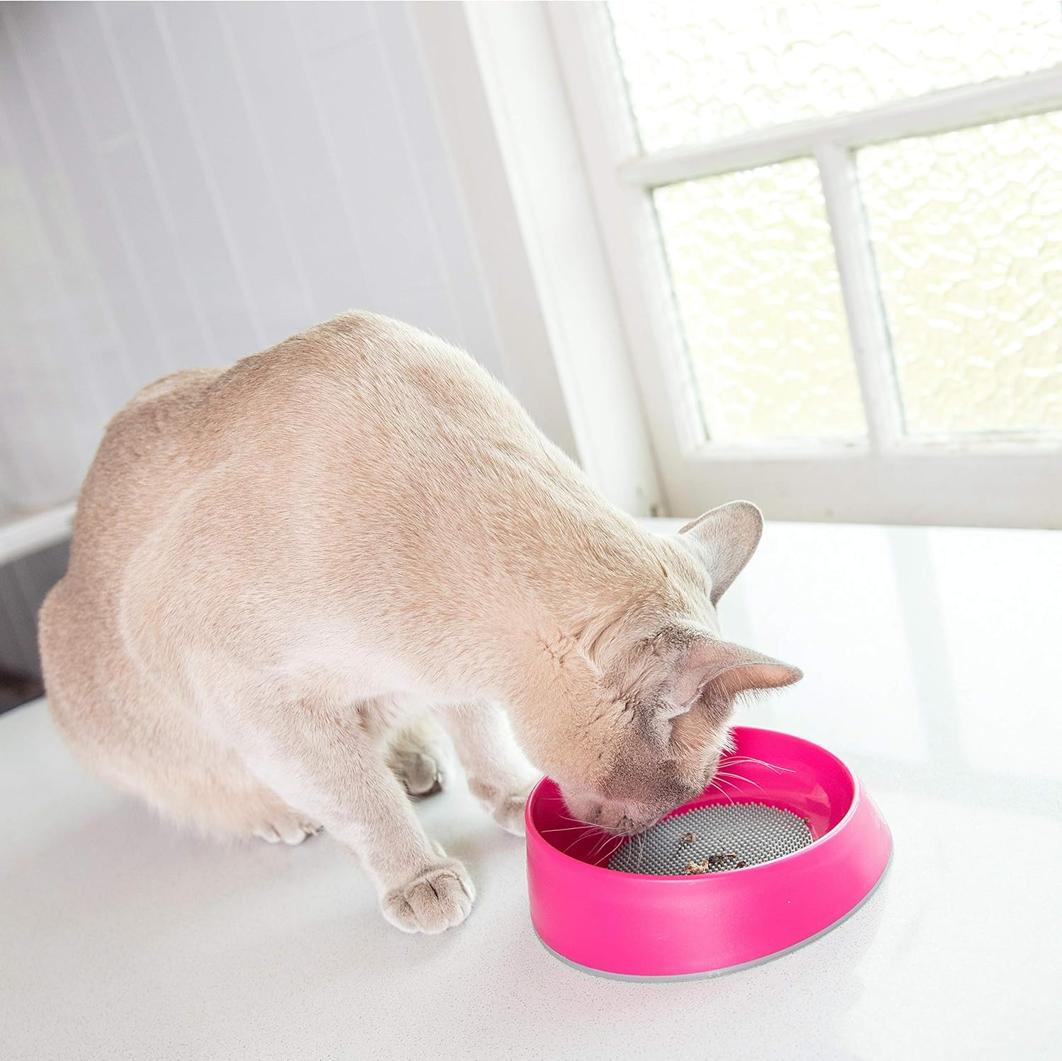 Oh Bowl OB6001PK Fresh Breath Cat Bowl, Pink, One Size