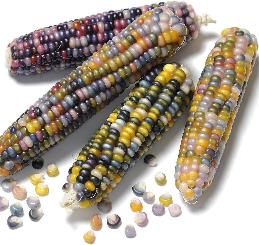 Glass Gem Corn 15 Seeds