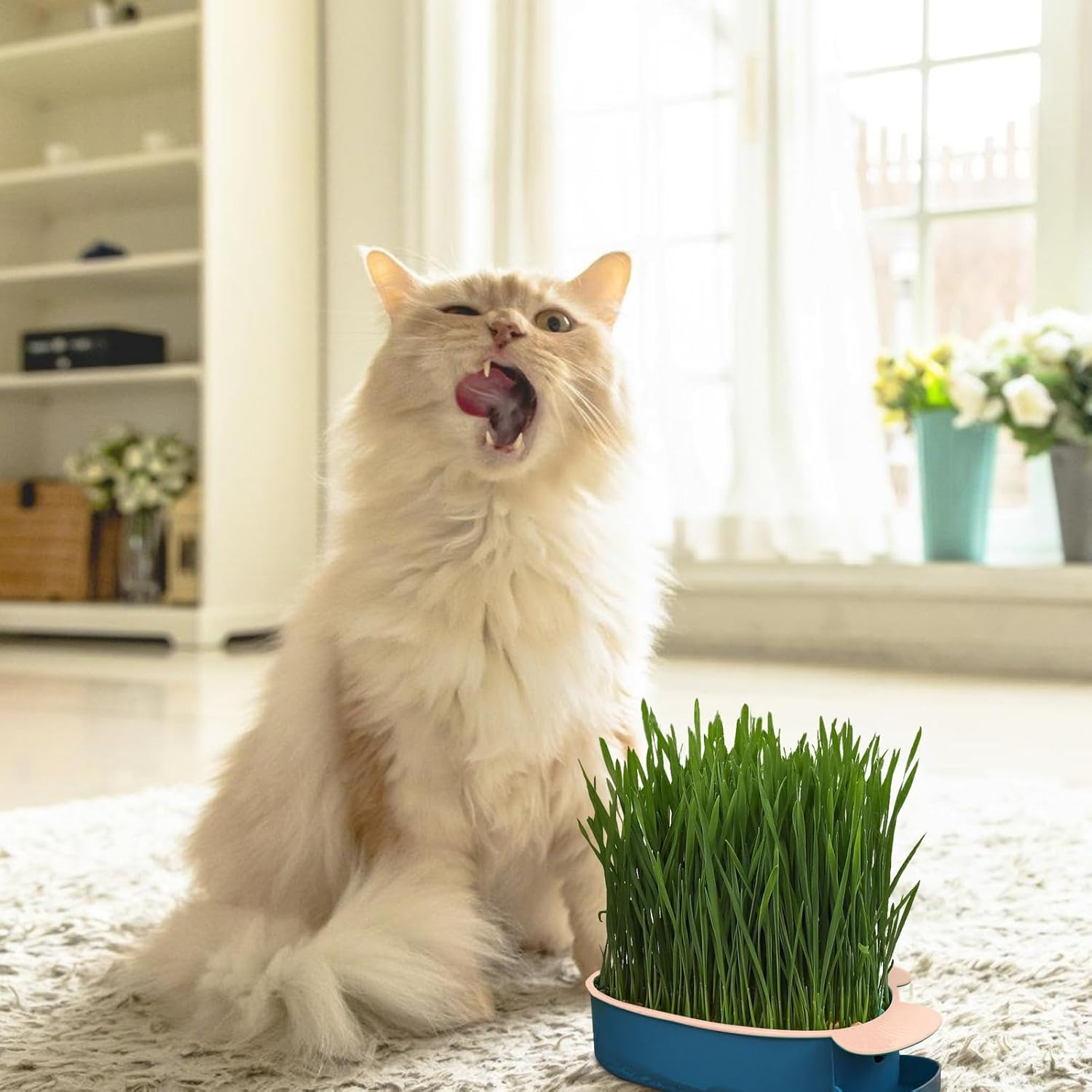 HOMURY Fish Shape Cat Grass Tray Growth Set: 2 Pieces Plastic Comfortable Cat Grass Case, Hydroponic Cat Grass Box with 10 Bags Seed, Cat Grass Germination Tray for Cats Pets image number 1