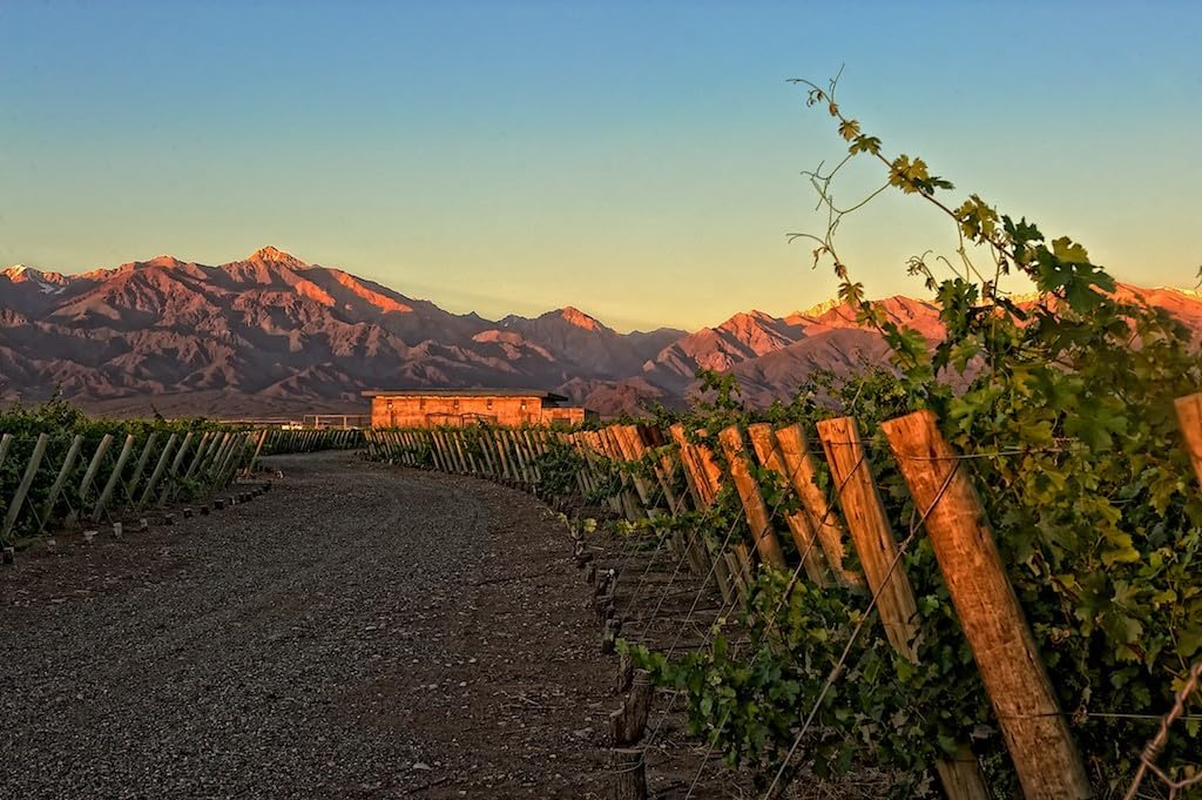 2013 Aluvi&oacute;n Vineyards Malbec Wine "The Emmeline" from the Uco Valley, Mendoza, Argentina image number 5