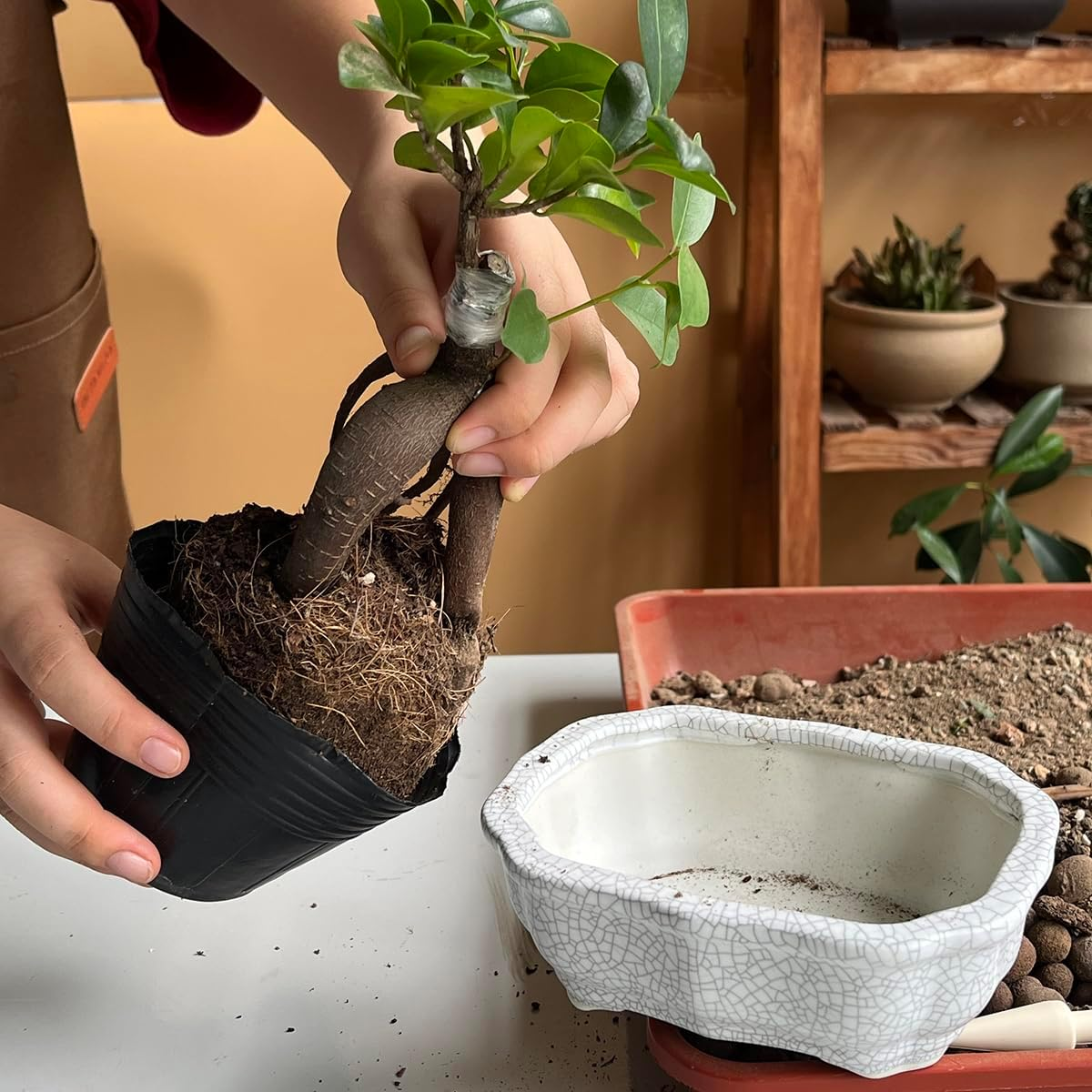 MUZHI 2 Pack Amazing Ice Crack Glazed Ceramic Bonsai Pot White Color 5.8 Inch with Bamboo Tray, Plant Pot Succulent Planter for Office Home Garden Decor Gift image number 5