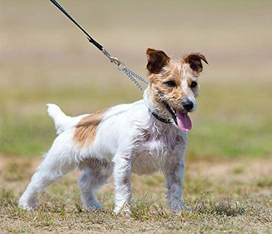 Metal Double Dog Lead for Two Dogs - No Tangle Coupler Chain Leash for Walking Training (4.0Mm*70Cm)