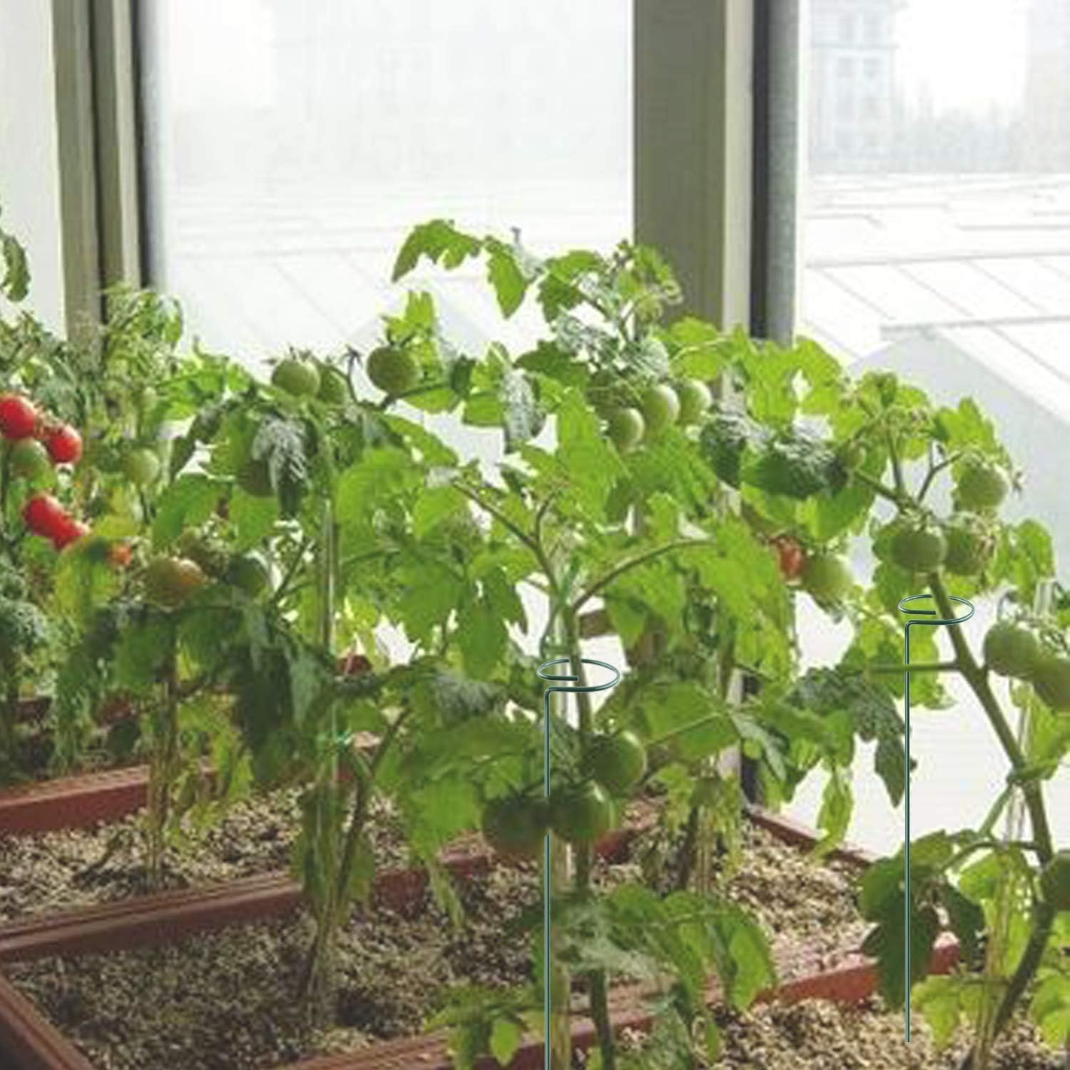 Limcryspp 12 Plant Support Posts and 24 Plant Clips, Single Stem Support Post, Plant Cage Support Ring, Garden Flowers, Roses, Tomatoes, Peonies, Lilies, Roses, Herbs, Vegetables and Other Plants image number 6