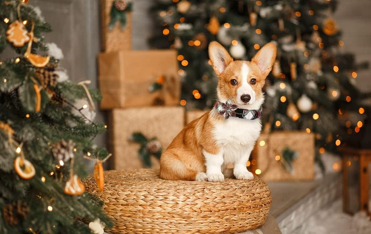 ARING PET Dog Collar with Flower, Dog Collar with Removable Flower, Adorable and Adjustable Christmas Dog Collar for Boy and Girl Dogs. image number 3