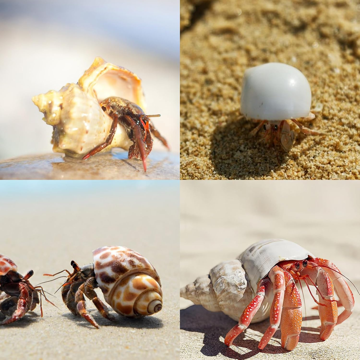 12PCS Hermit Crab Shells | Natural Sea Conch Size 1.6"-3.2" | Growth Turbo for Small to Medium and Large Crabs, Saltwater Hermit Crab Supplies and Sea Shell for Beach Decor image number 3