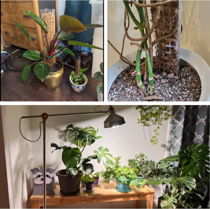 4 PCS 24 Inch Plastic Moss Pole for Monstera & Climbing Plants, Sphagnum Moss Plant Support, Indoor Plant Stake For, Stackable Plant Support for Indoor Plants, with Ribbon Strong and Durabl image number 1