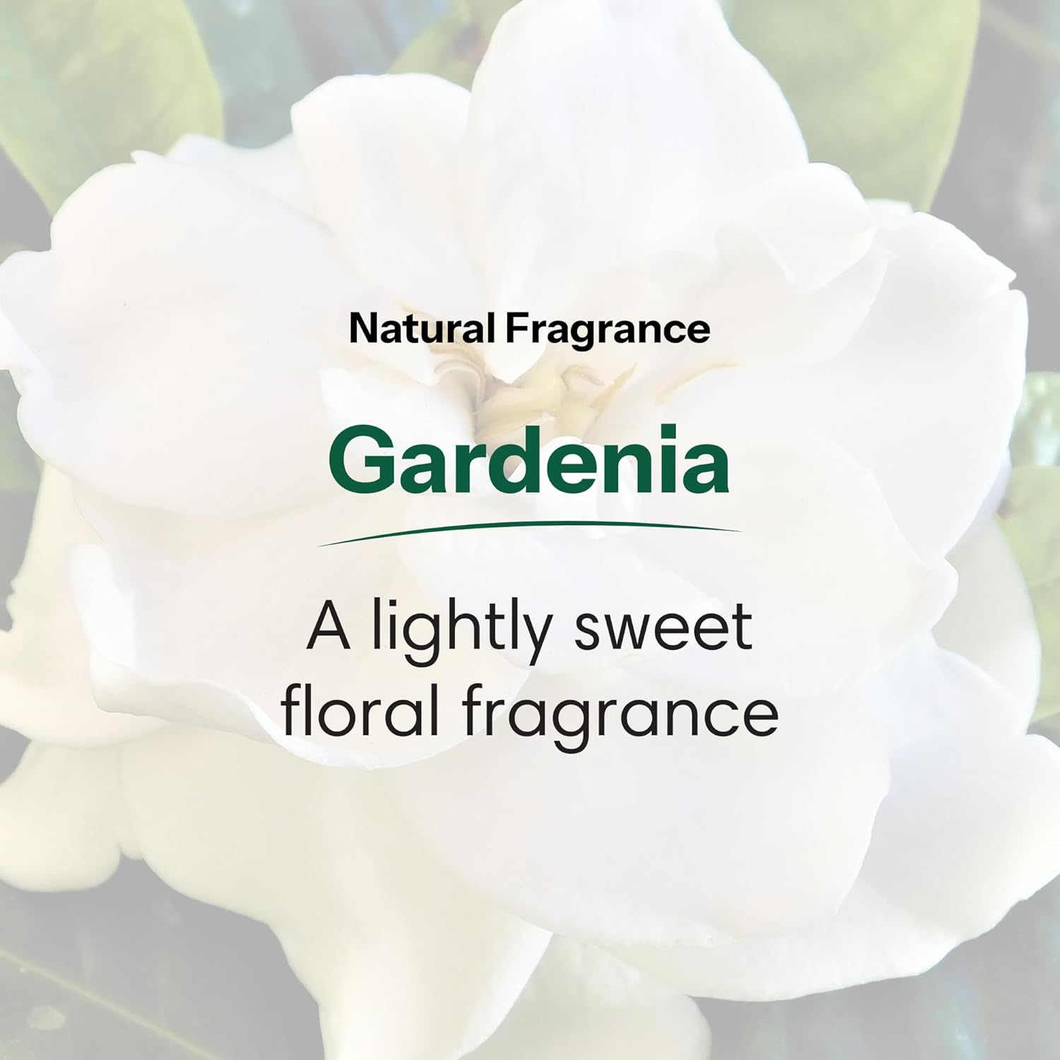 Shikai All Natural Moisturising Shower Gel, Gardenia, 350Mls (Pack of 2) image number 2