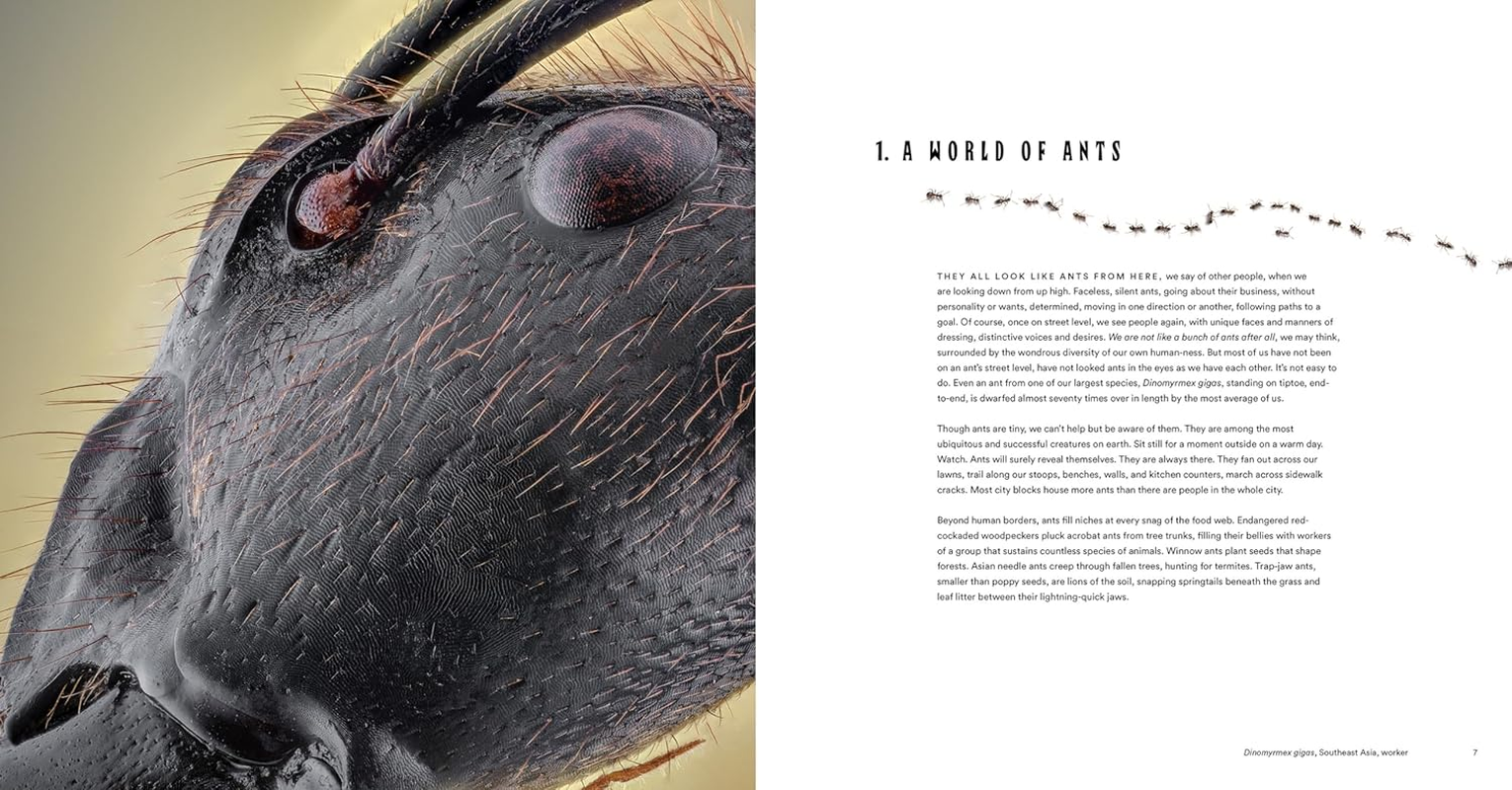 Ants:Workers of the World image number 1