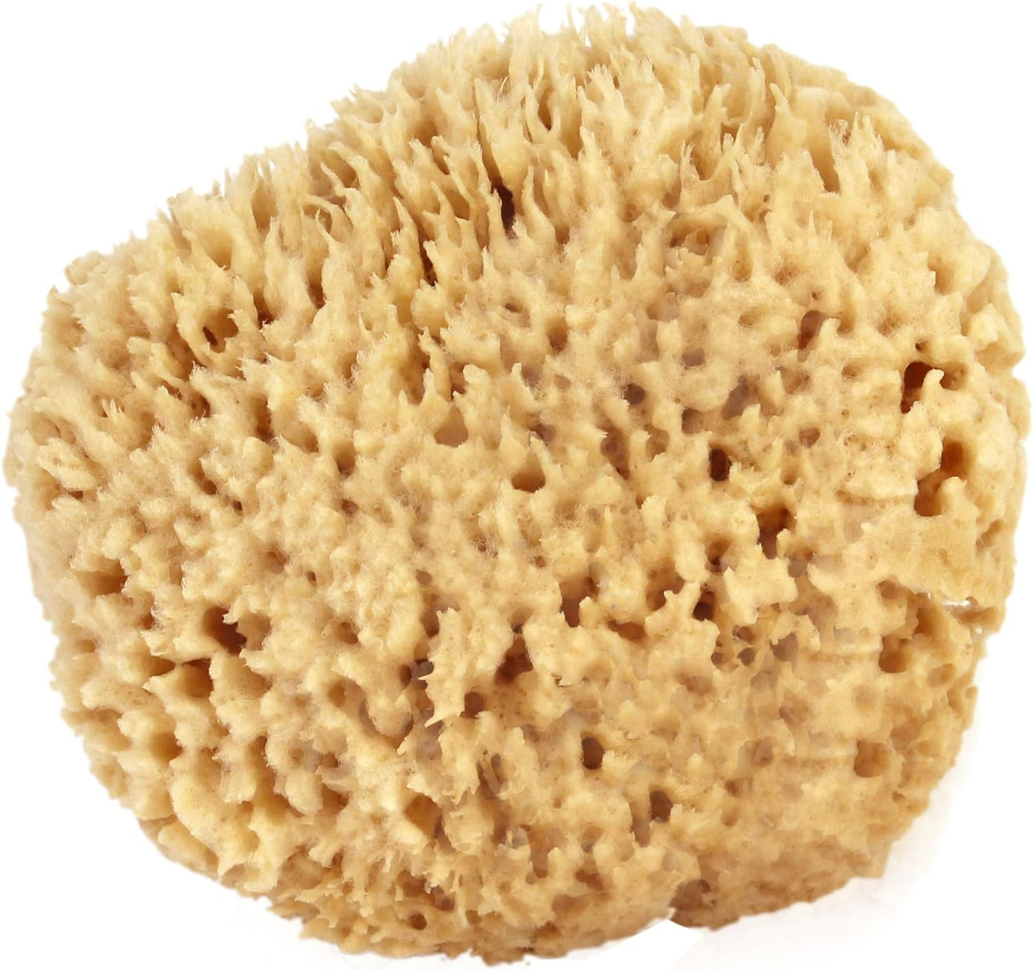 Sea Wool Sponge 13Cm - 15Cm (Large) by Bath & Shower Express a a Natural Renewable Resource image number 5