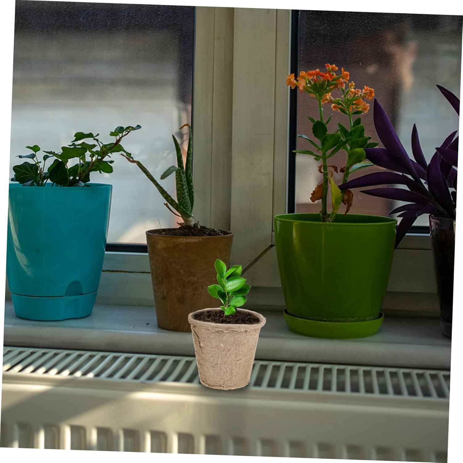 CIYODO 40 Pcs Biodegradable Paper Pulp Nursery Cup round Starter Pots Drainage for Indoor Garden Vegetable Transplanting image number 3