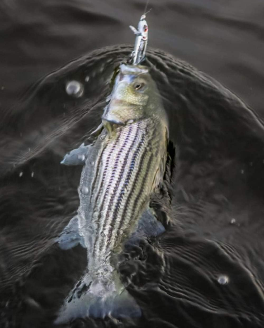 Bomber Lures Jointed Wake Minnow Fishing Lure - Produces a Fish-Enticing V-Wake image number 3