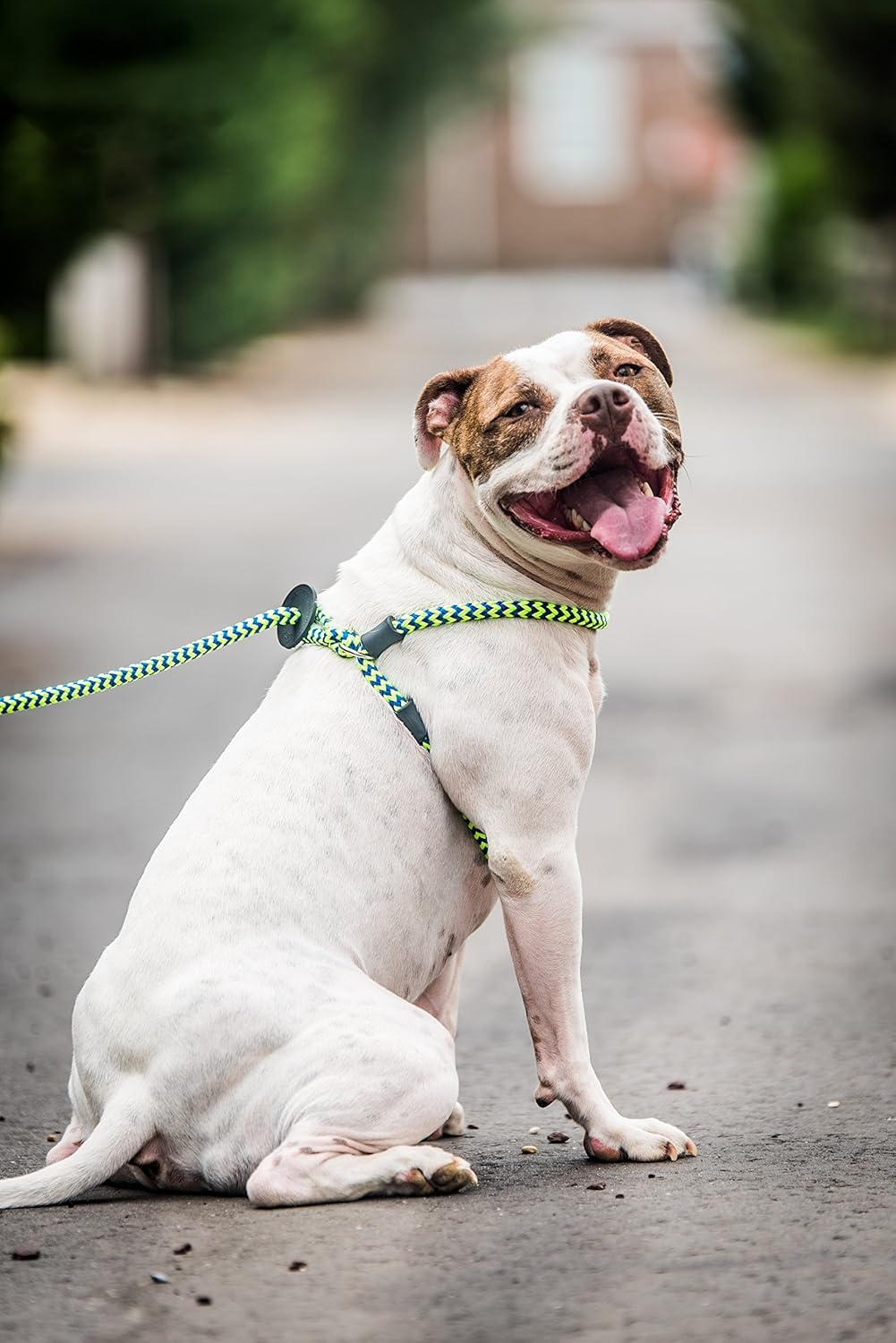 Harness Lead No Pull Dog Harness and Leash Set, anti Pull Dog Harness, One-Piece Cushioned Rope Safely Prevents Escaping and Pulling *New Insert Is Removable (Medium/Large, Peacock/Blue/Lime)
