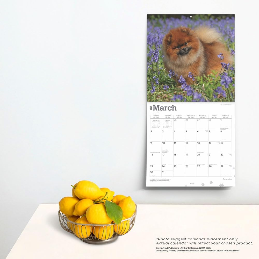 Pomeranians | 2025 12 X 24 Inch Monthly Square Wall Calendar | Plastic-Free | Browntrout | Animals Small Dog Breeds image number 5