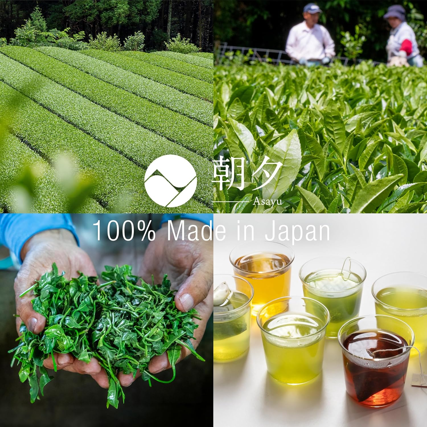 Asayu Japan Sencha Japanese Green Tea 2.5 G X 15 Tea Bags - 100% Made in Japan Steamed Gluten-Free First Harvest Green Tea Bags image number 3