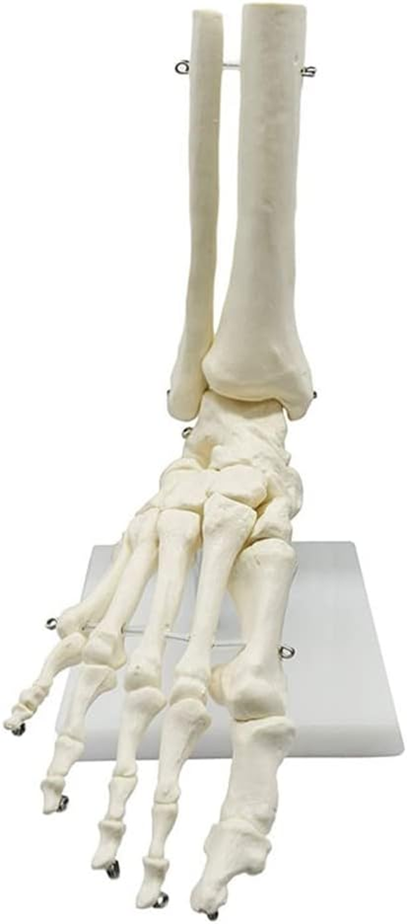 Veumoie 1:1 Human Skeleton Foot Anatomy Model Foot and Ankle with Anatomical Model Anatomy Teaching Resources image number 2
