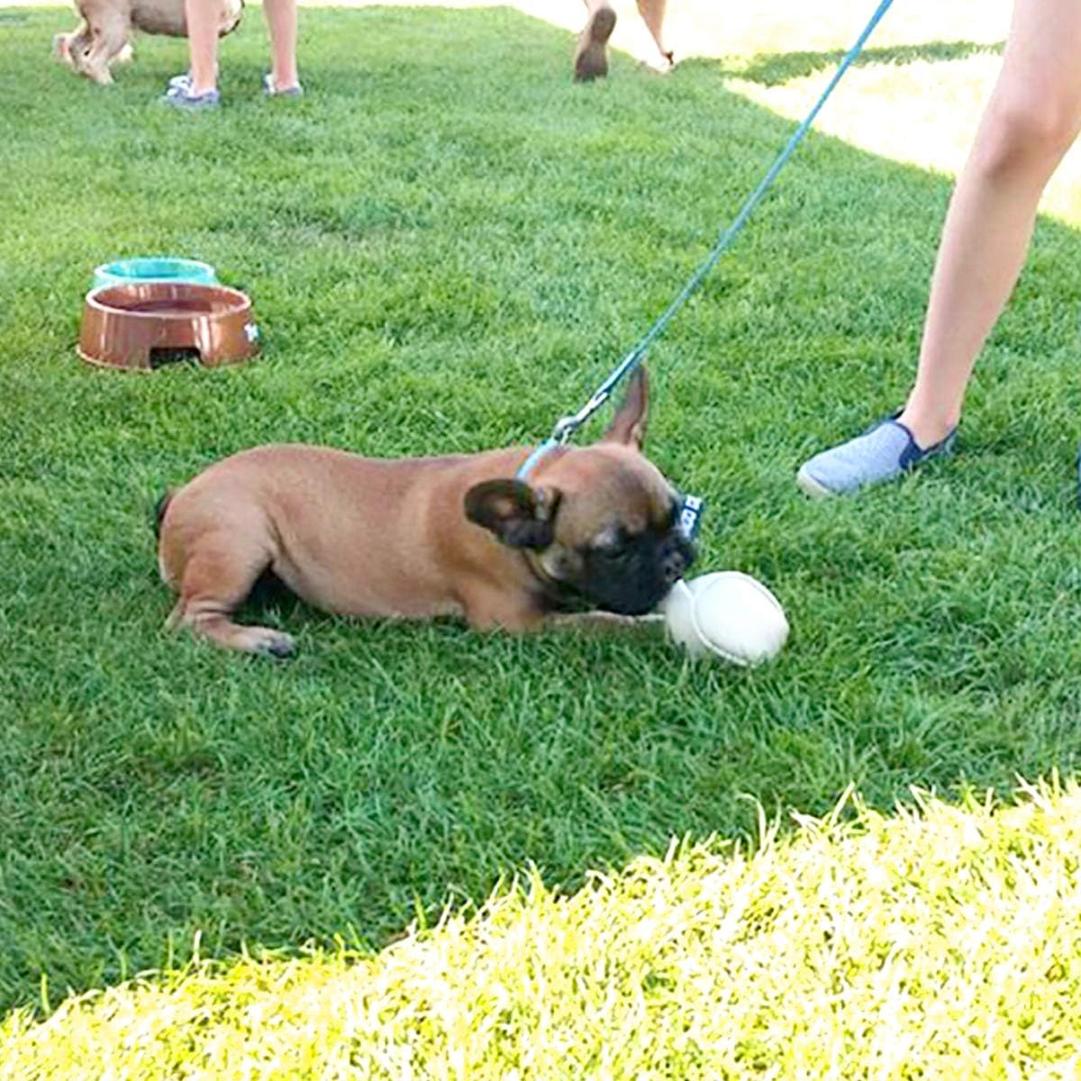 Dingo Gear Soft Genuine Leather Ball with a Handle for the Bite Training, &Oslash; 8 Cm Retrieve and Reward Dog Toy S02784, Random image number 4