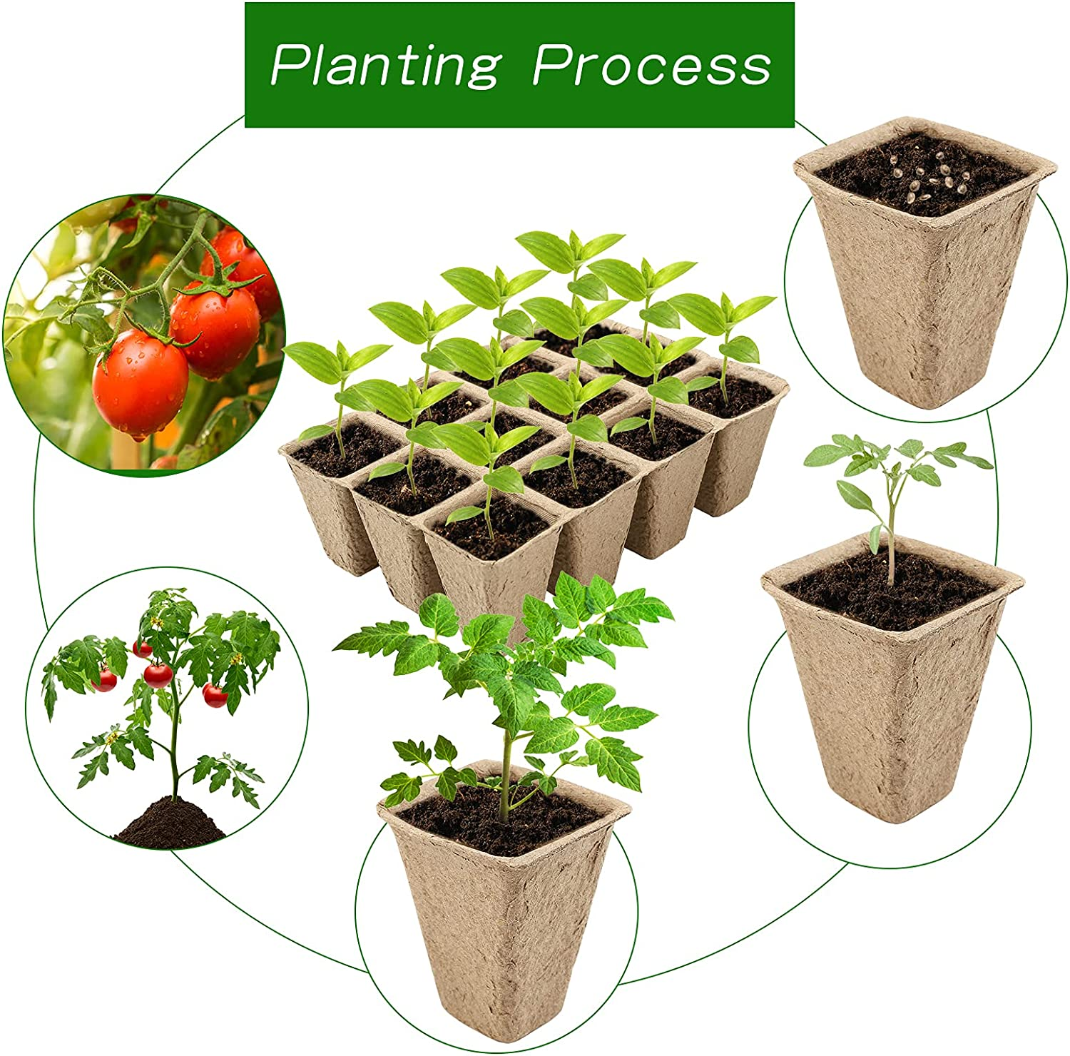 GWHOLE 144 Cell Seed Starter Tray Kit 12PCS X 12 Cell Seedling Trays Paper Peat Pots Organic Plant Peat Pots Germination Seedling Trays for Organic Vegetables, Greenhouse Plants, Seed Nursery image number 2