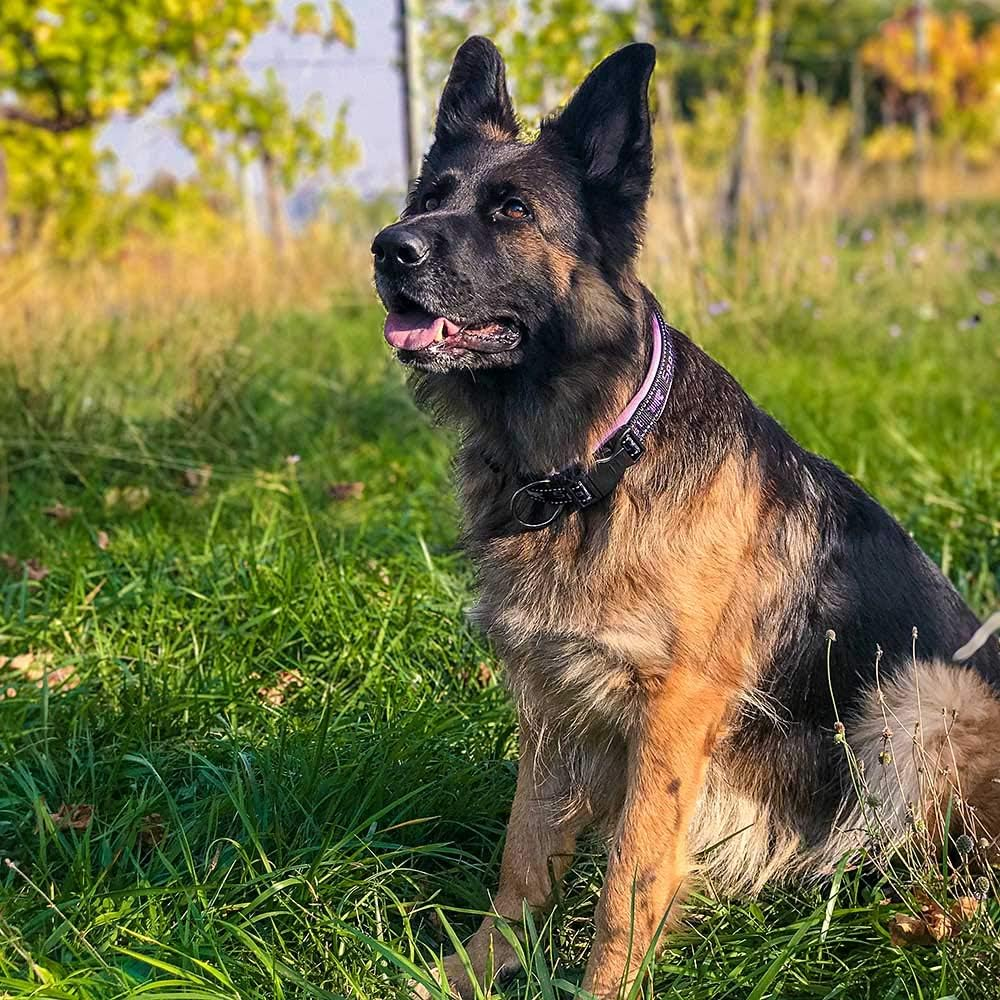 Ferplast Dog Training Collars image number 4