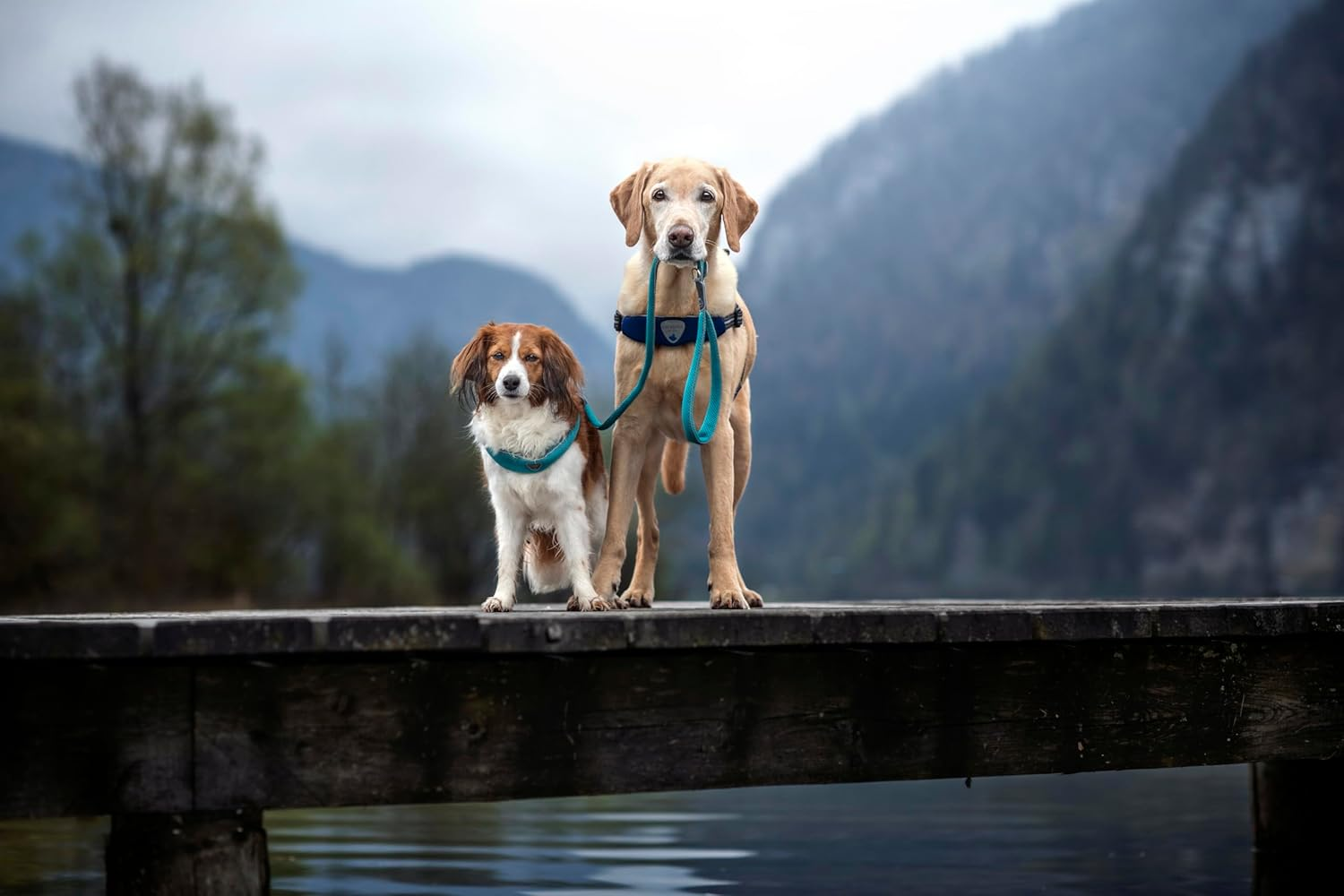 Coralpina - Cinquetorri Simple and Durable Dog Lead with Reflective Parts and Padded Handle with Ring for Bag Holder, Dark Black, Size 4/6 image number 2