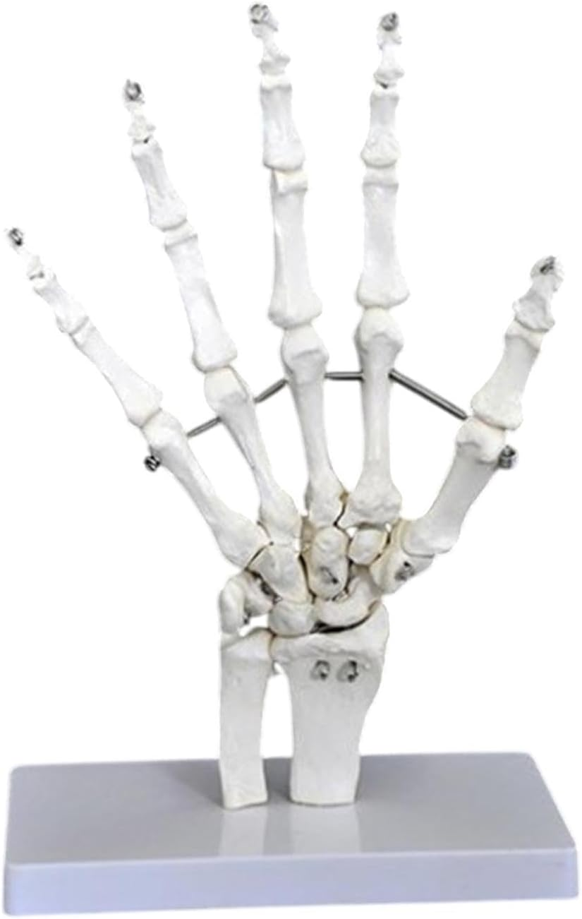 Eigell Human Joint Model for Educational Purposes, Medical Display Tool, Skeleton Structure for Science Learning, Hand image number 6